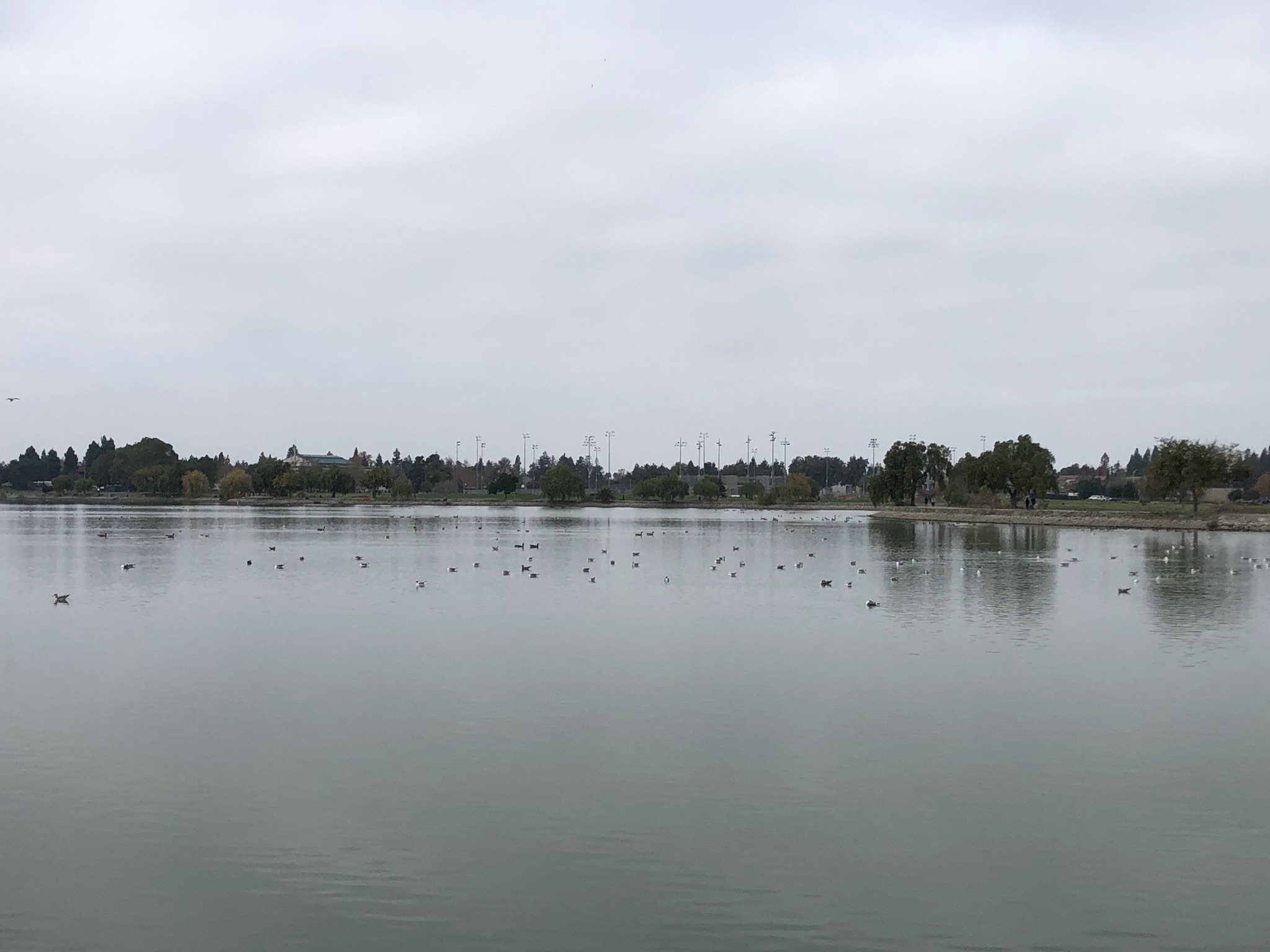 湖面上大量的水鸟