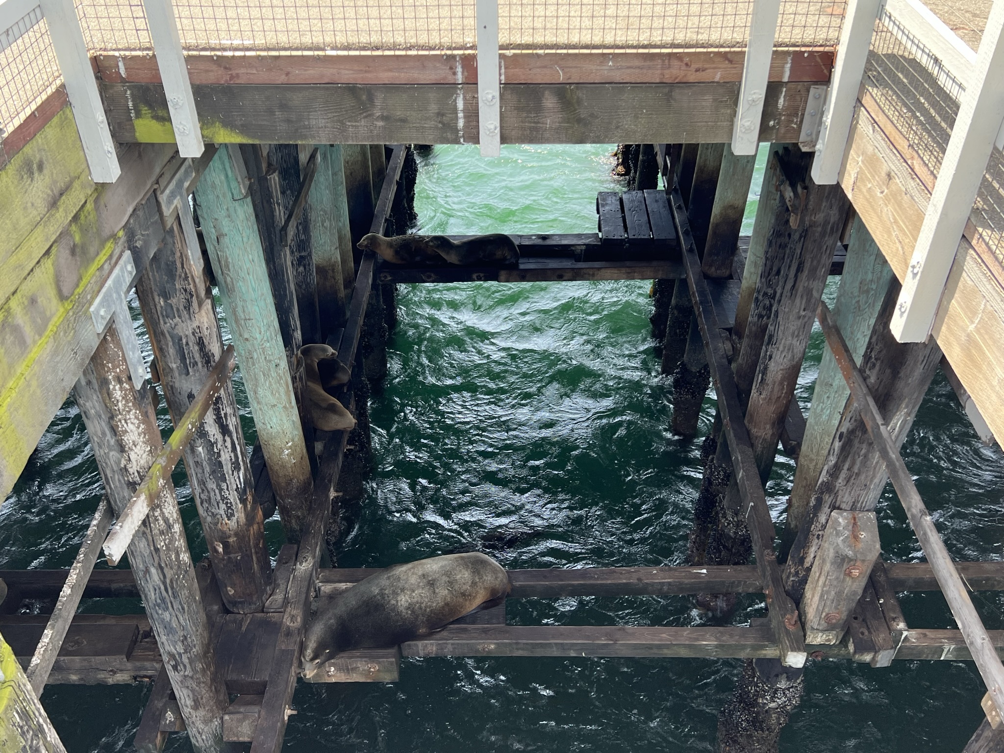 码头下面是海狮乘凉困觉的好地方