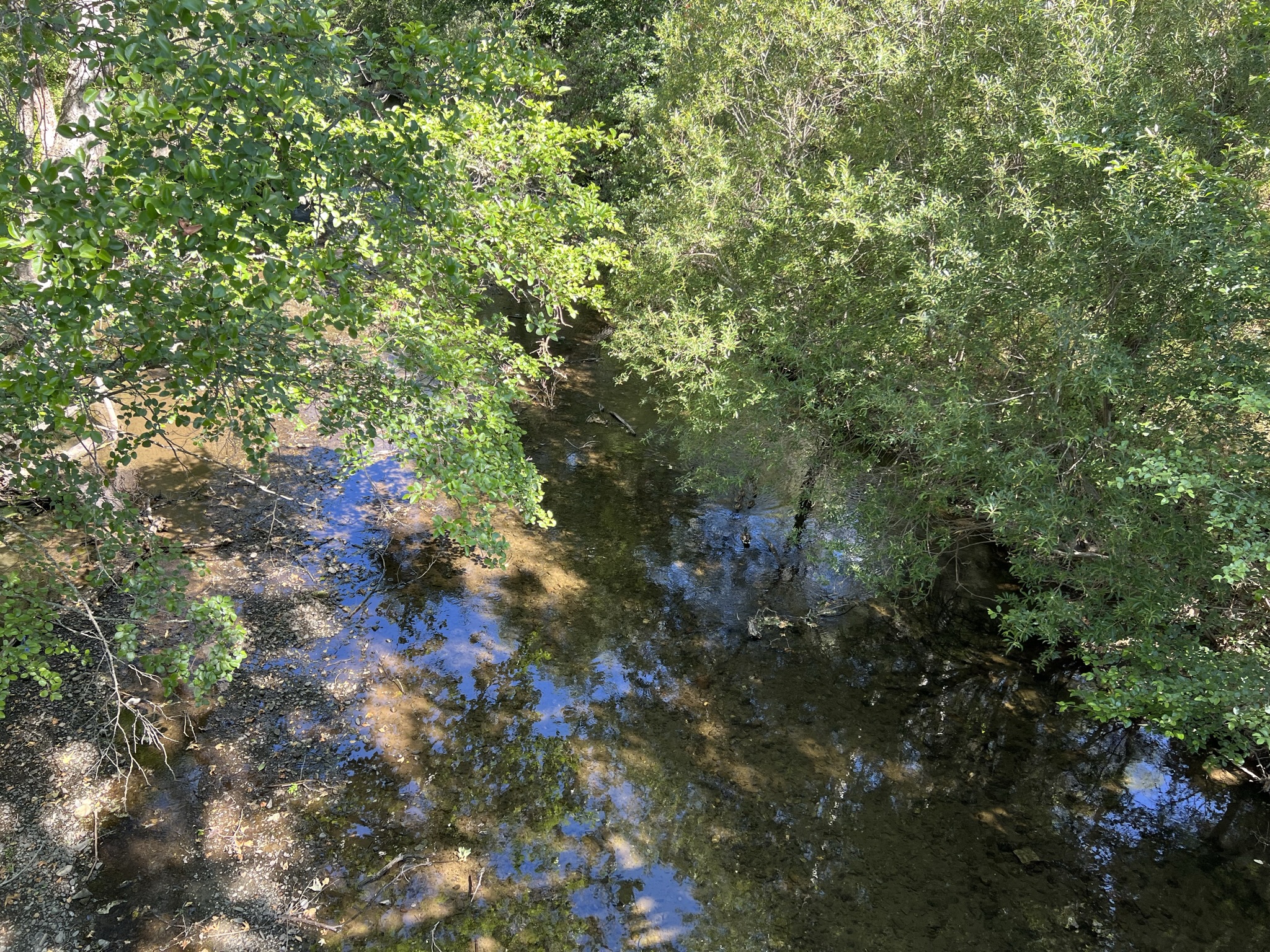 Alameda Creek，上面还有鸭子