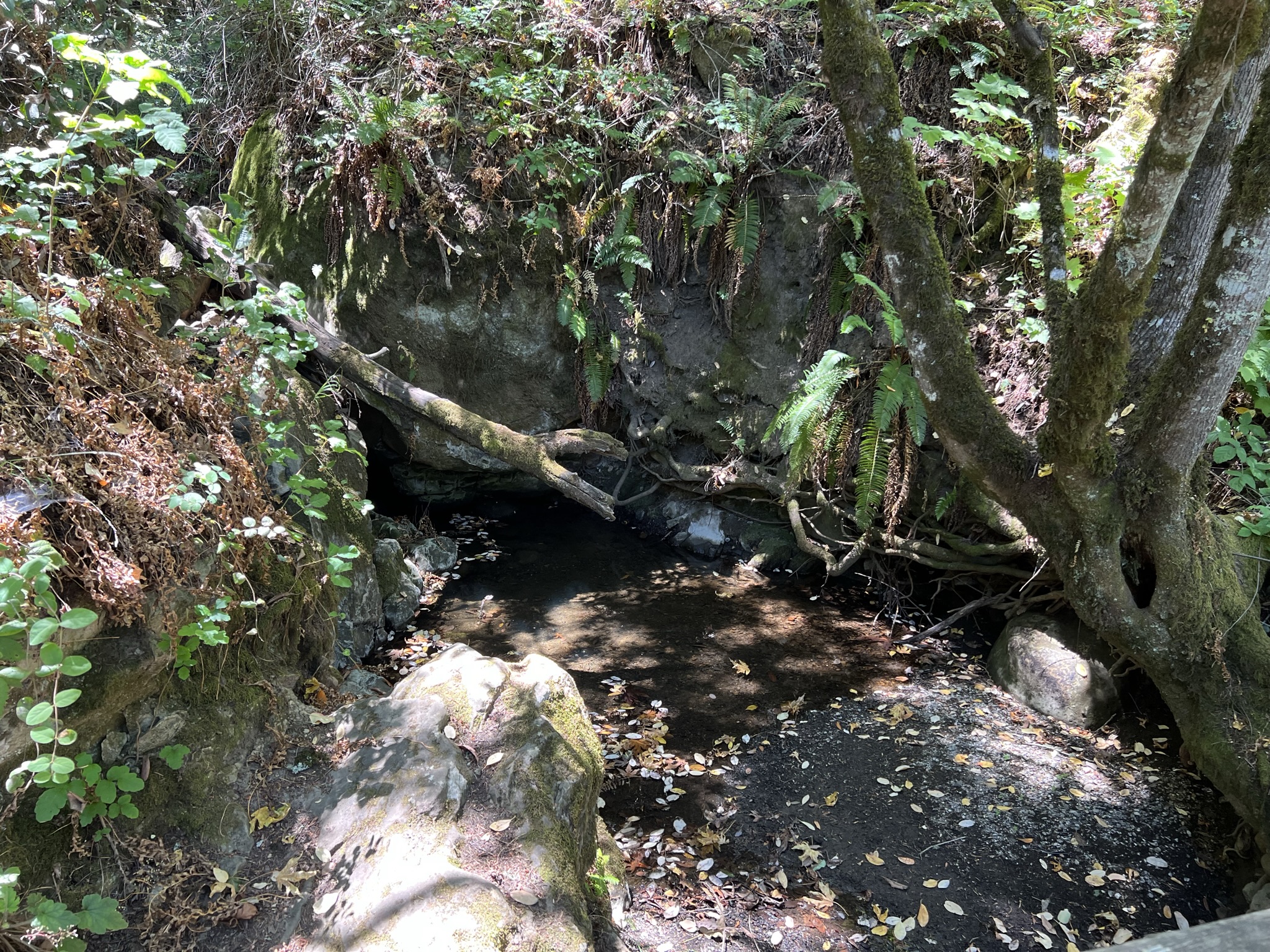 岩缝里流出溪流，可惜是旱季，水很小