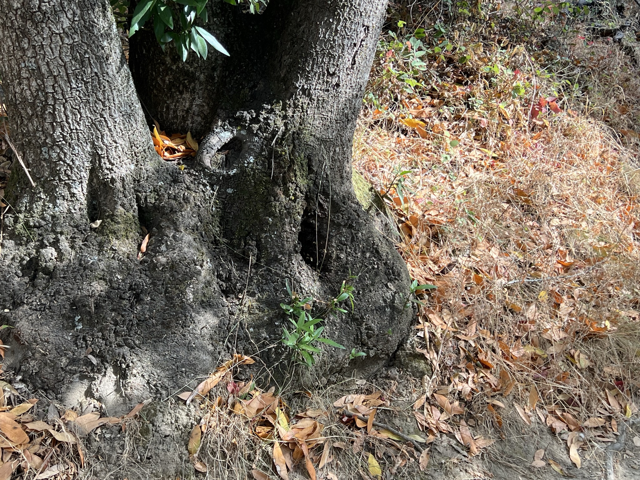 这个树洞里有个蜂巢