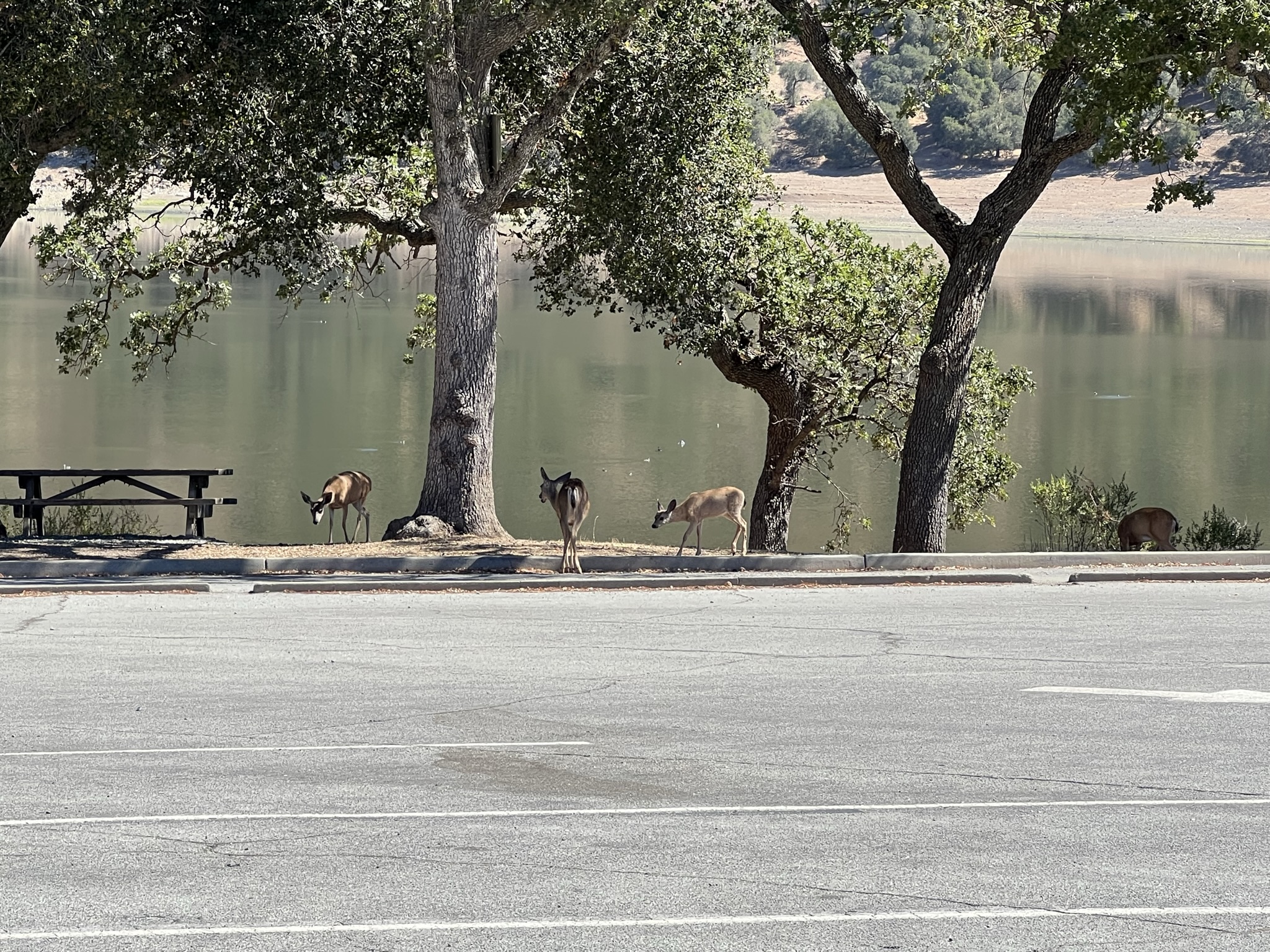 在湖边碰到一群鹿