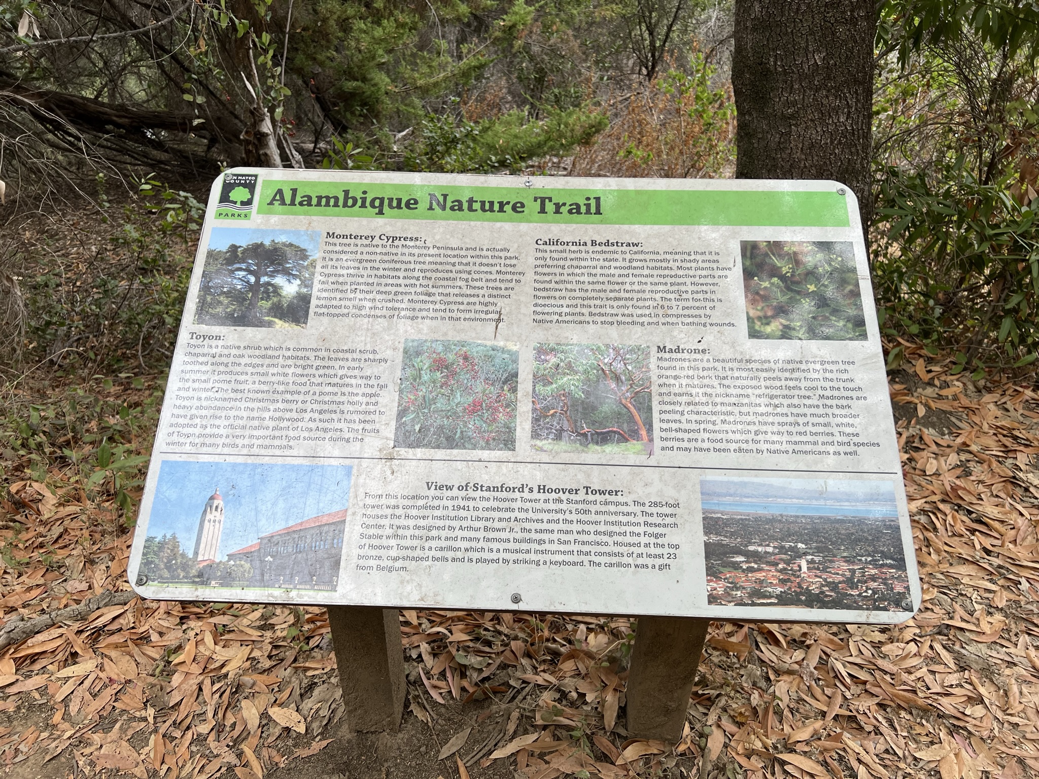 Alambique Trail 可以看到 Stanford，然而我并没有走它的前半段