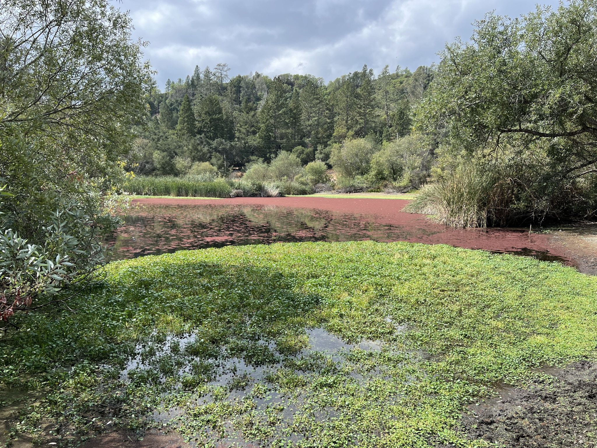 有个池塘，一半是红的，一半是绿的