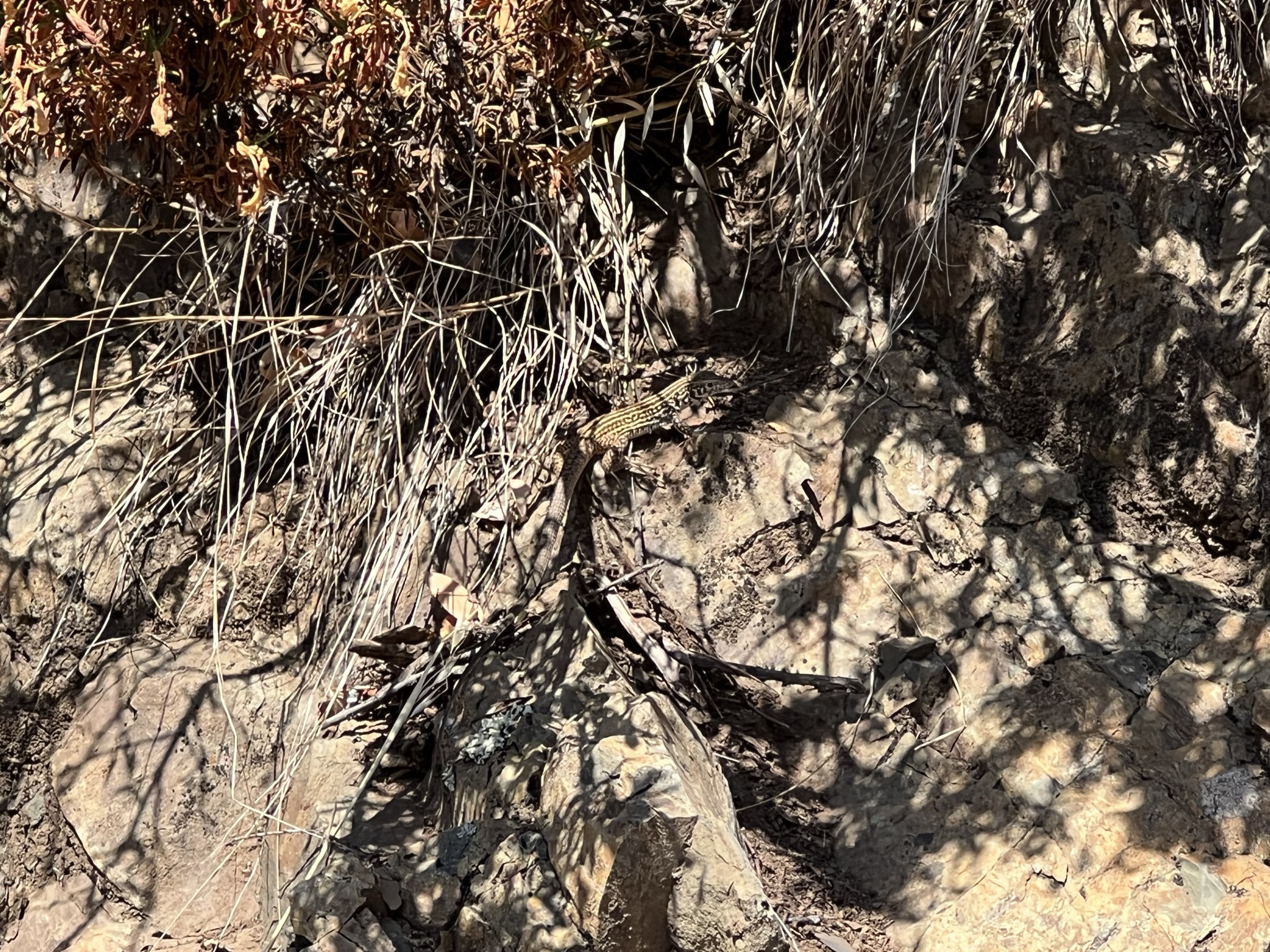 发现一个四脚蛇，尾巴有点太长了