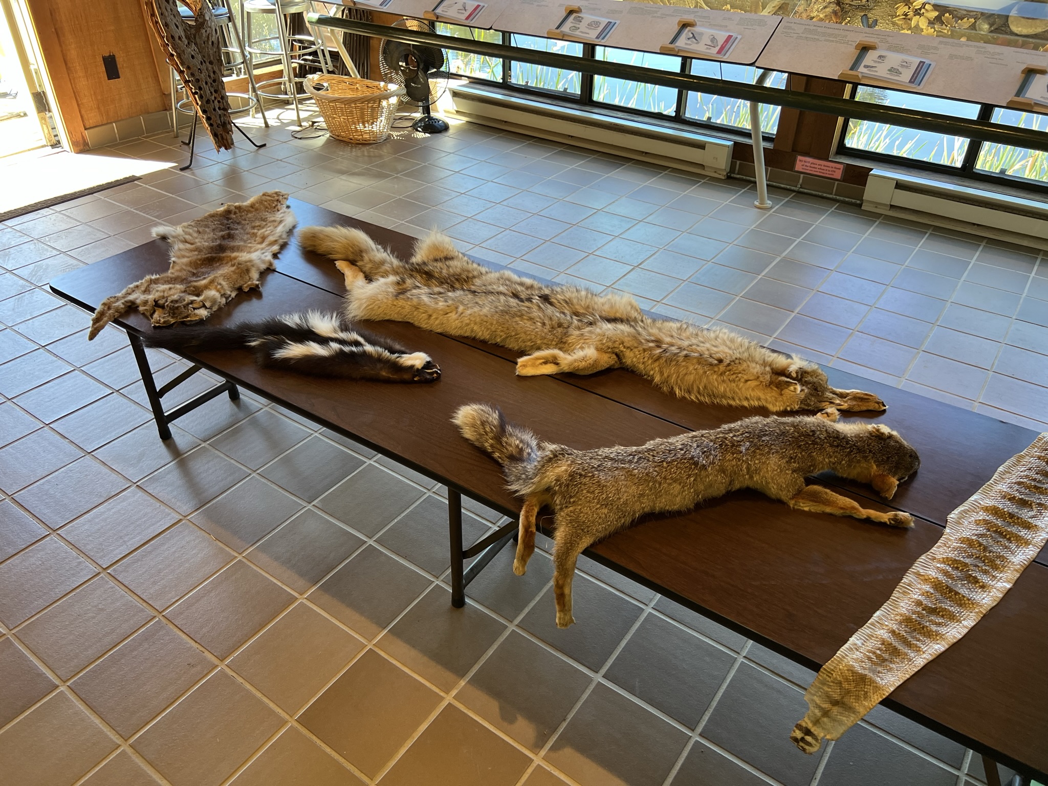 David C. Daniels Nature Center 里的真毛皮，郊狼，山猫，臭鼬，蛇