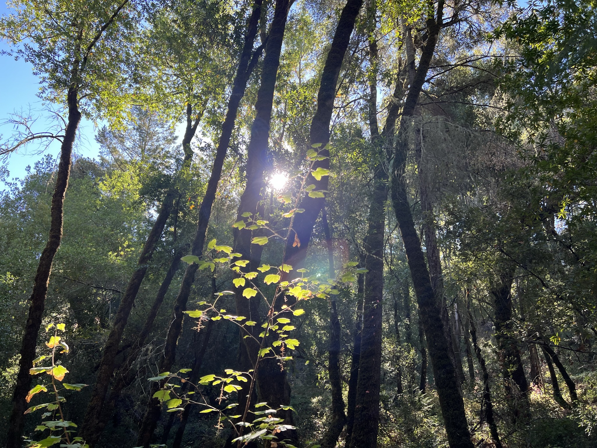 阳光射过树林
