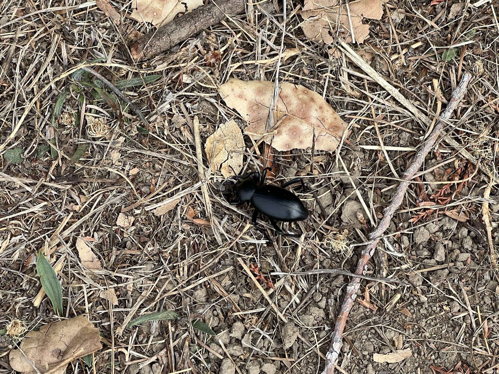 折反回来的道路上碰到一个大甲虫，但似乎不怎么会活动了