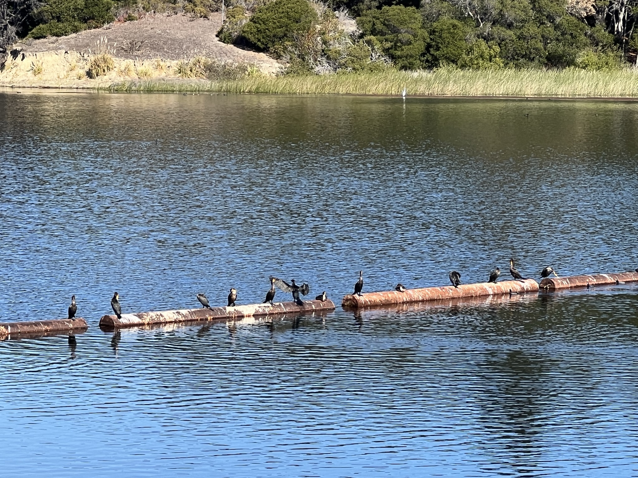 湖上的各种水鸟