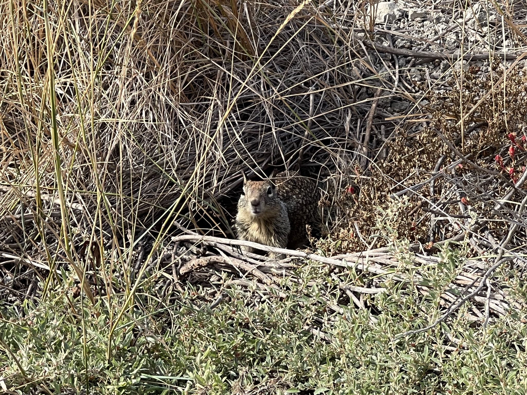 加利福尼亚地松鼠，体型比较大