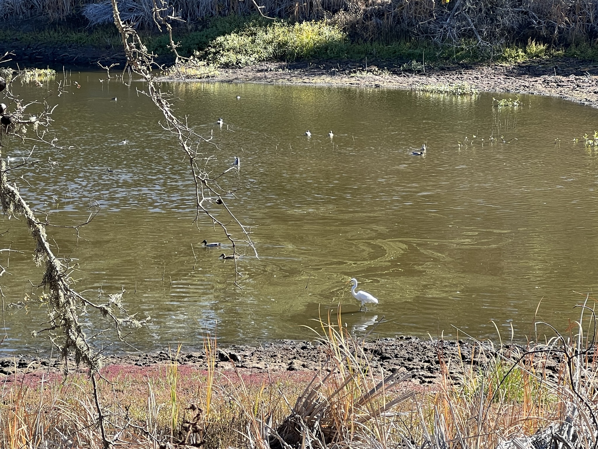 Arastradero Lake 中水鸟在觅食