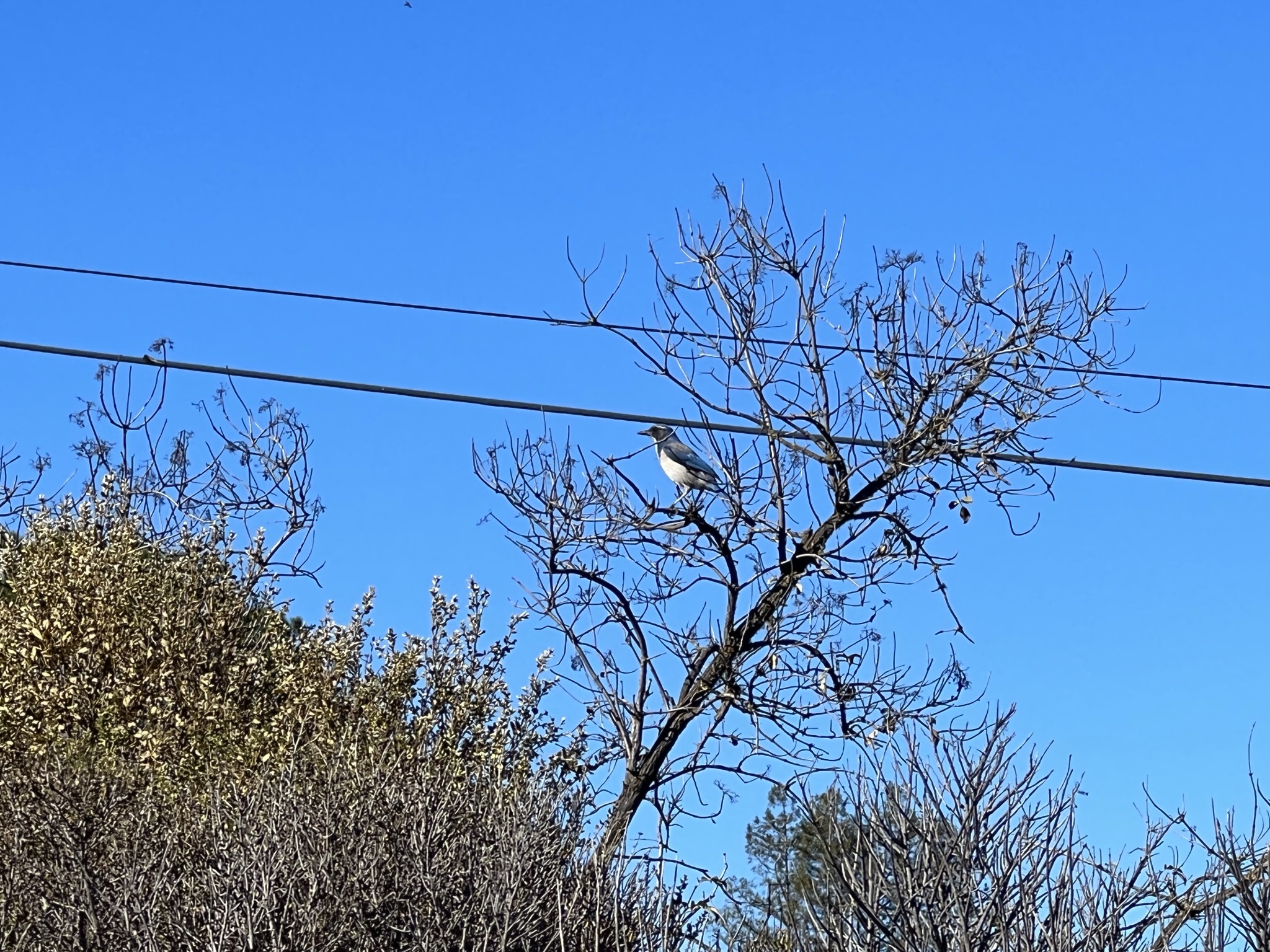 加州常见的蓝鸟