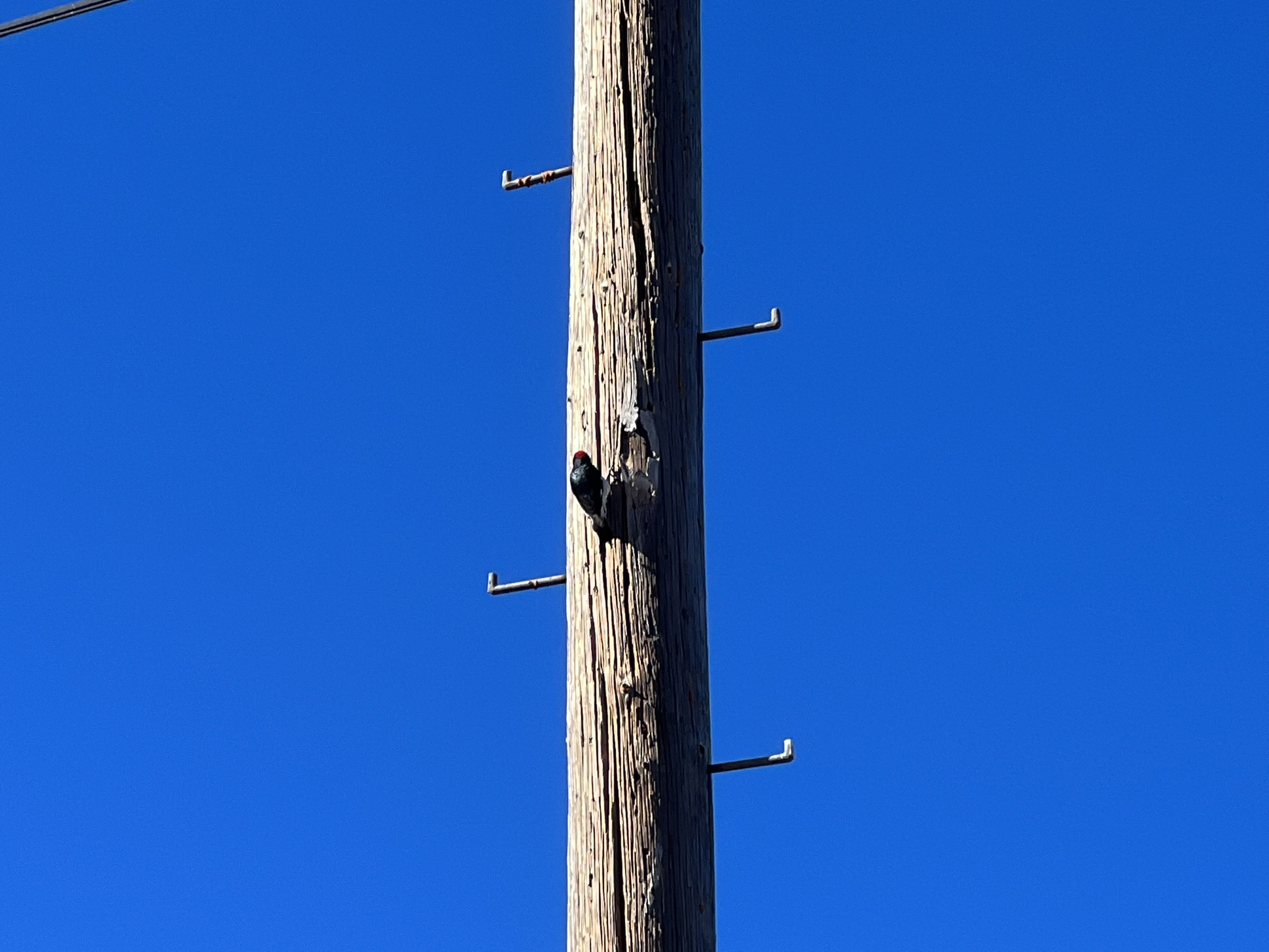 红头发的啄木鸟在电线杆上