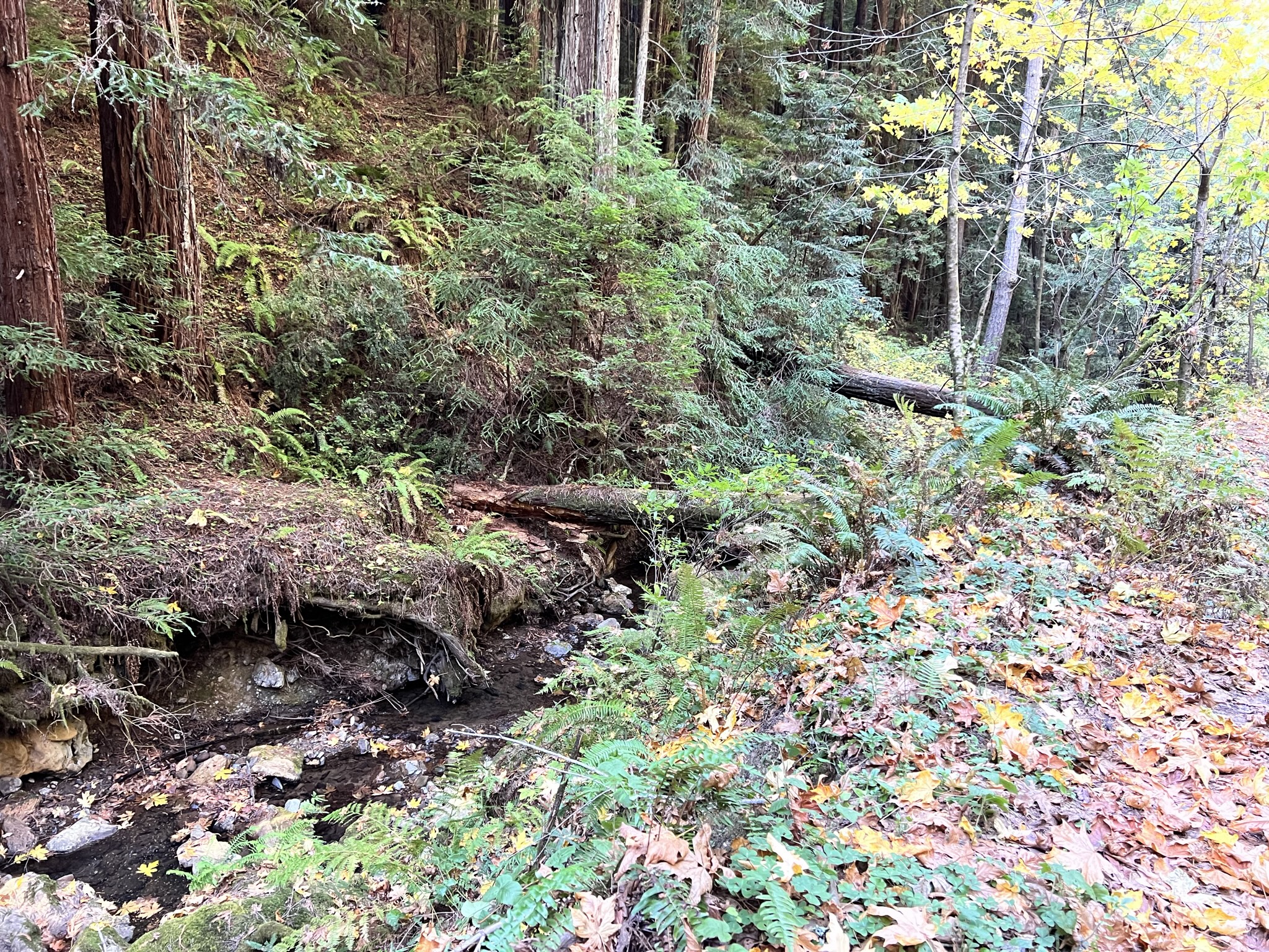 倒下的树跨过小溪