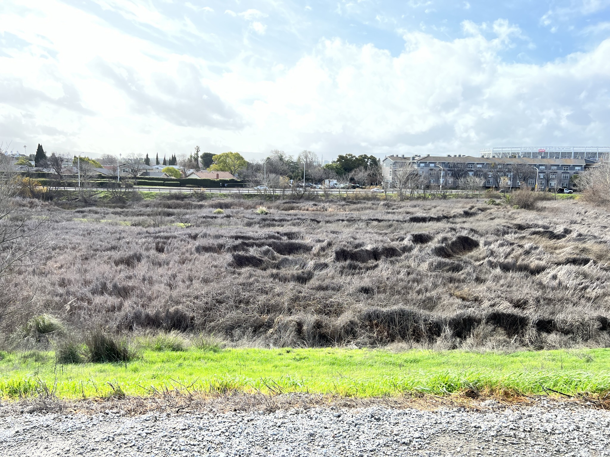 一大片“干草”组成的湿地