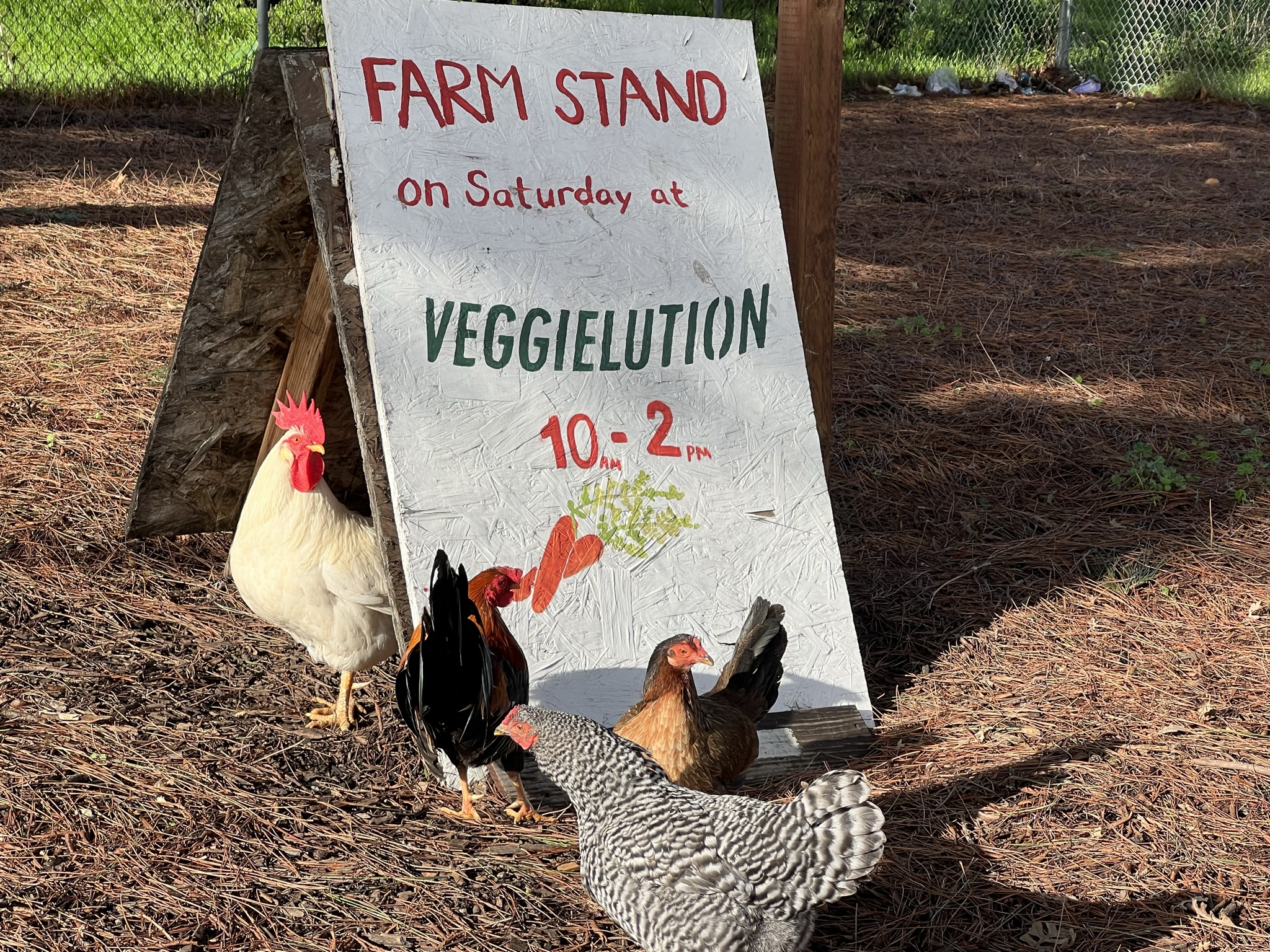 一个大公鸡带着三个花母鸡在 Veggielution 社区农场集市的广告牌旁