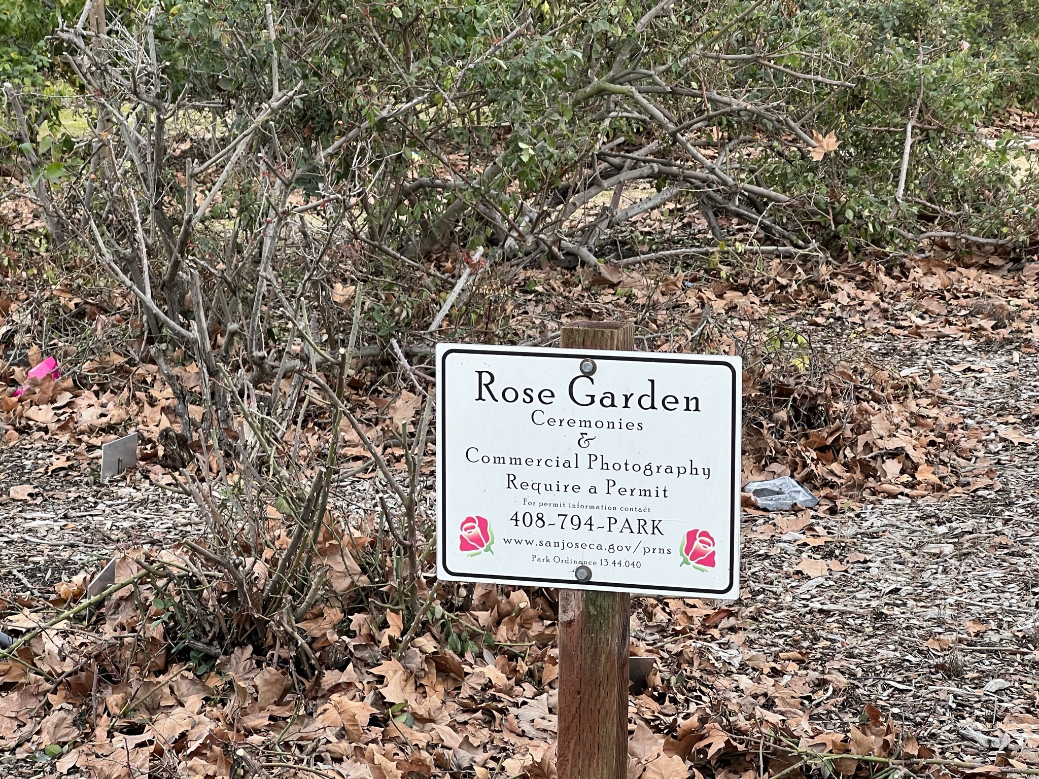 公园北侧有个玫瑰园