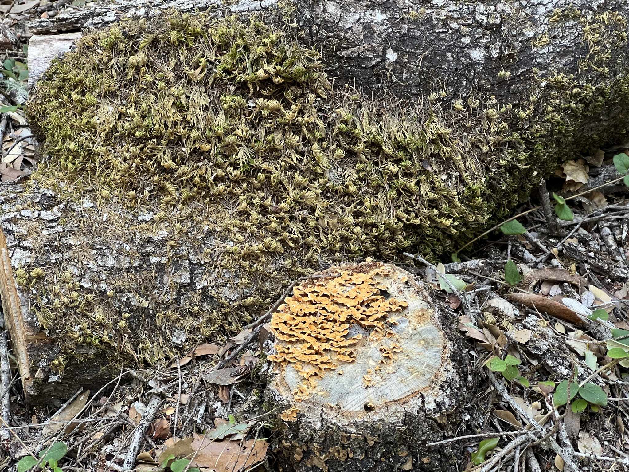 断木上的真菌