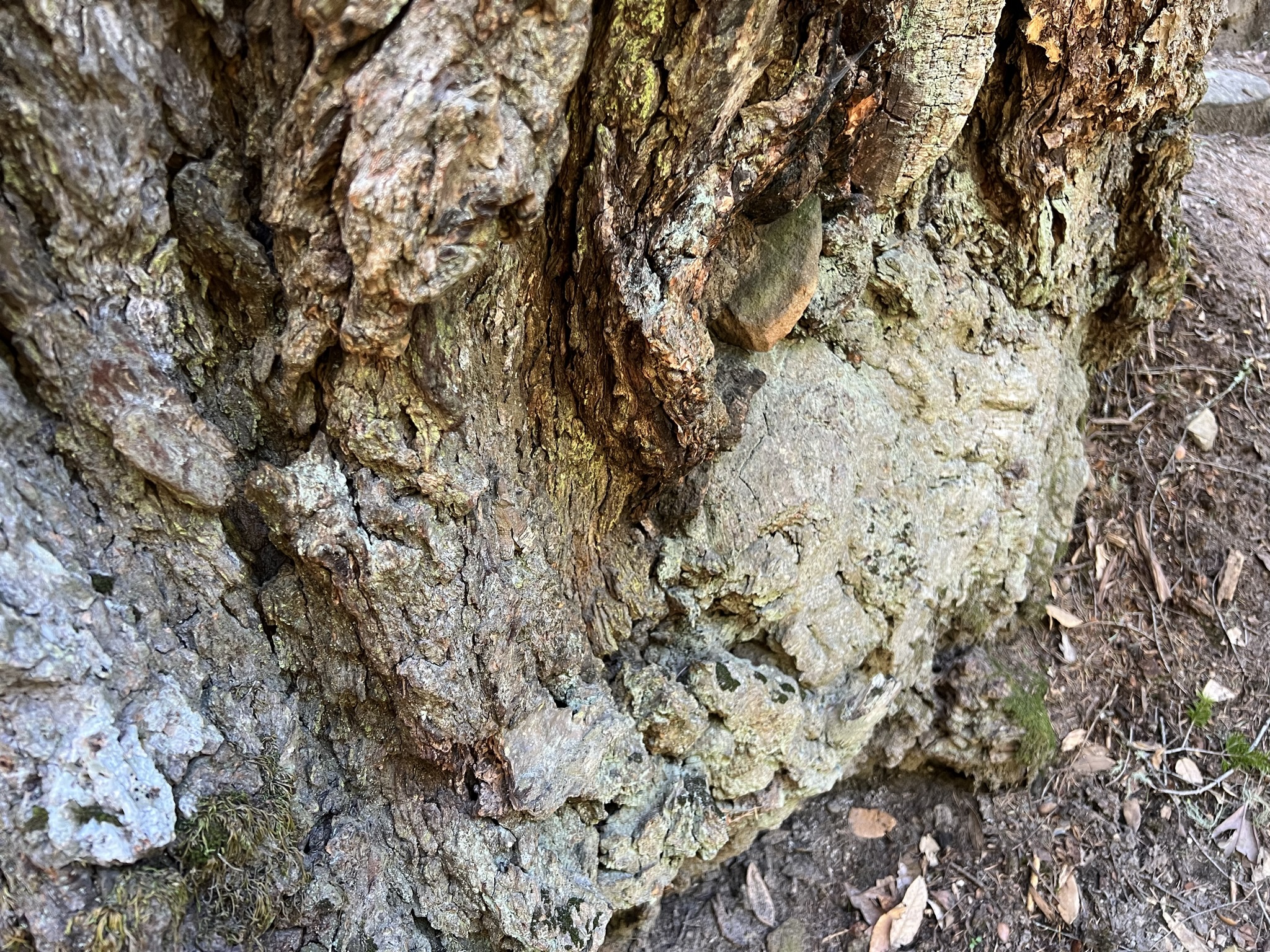 树根和岩石融为一体