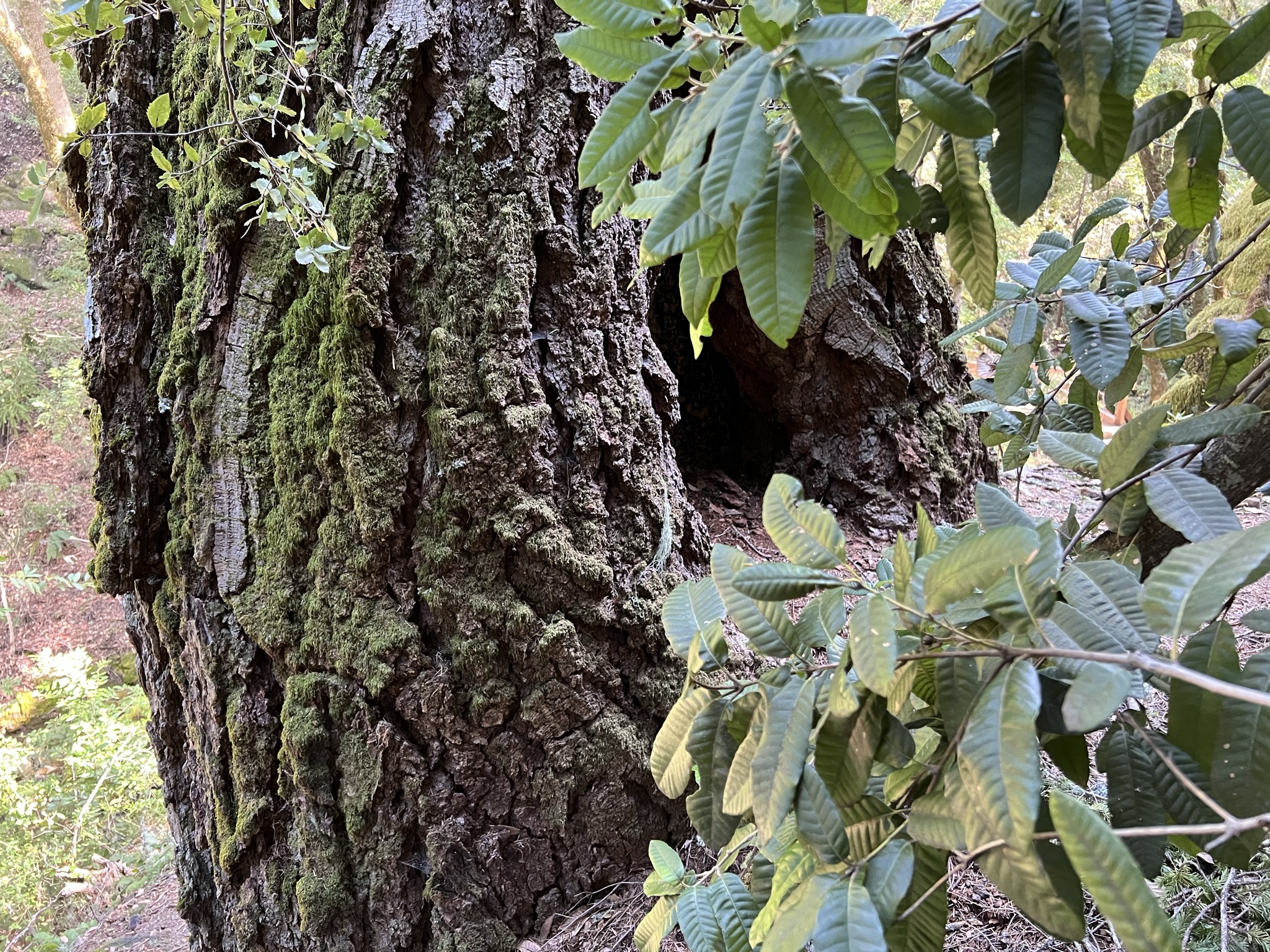 树上还有个树洞，里面说不能还能放个佛龛