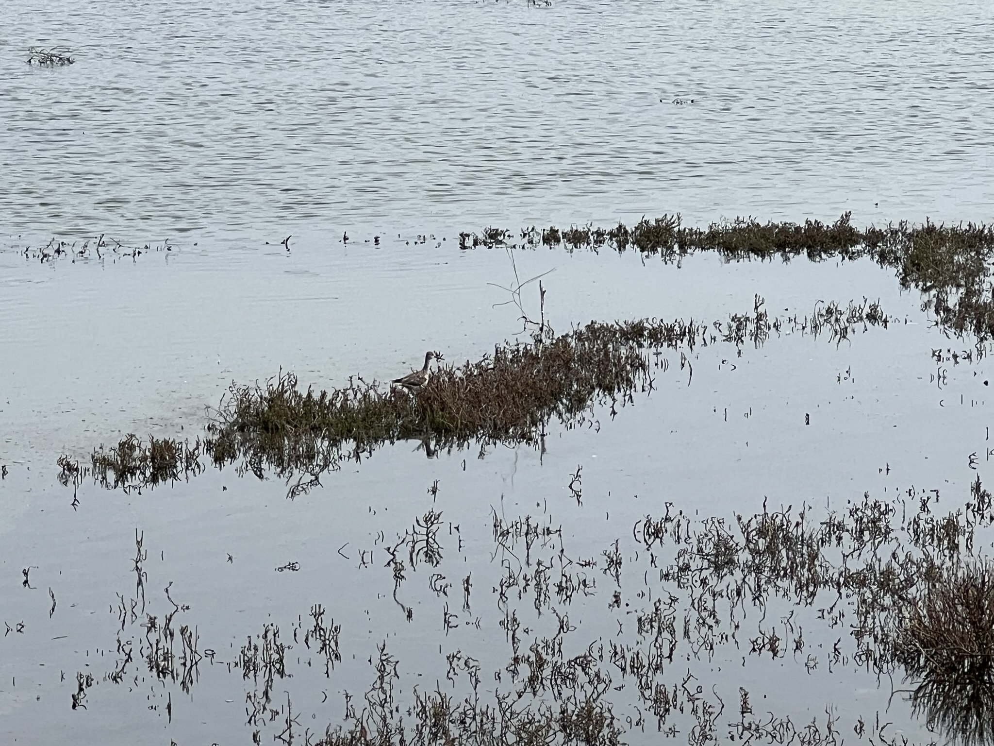 Long-Billed Dowitcher 长嘴半蹼鹬