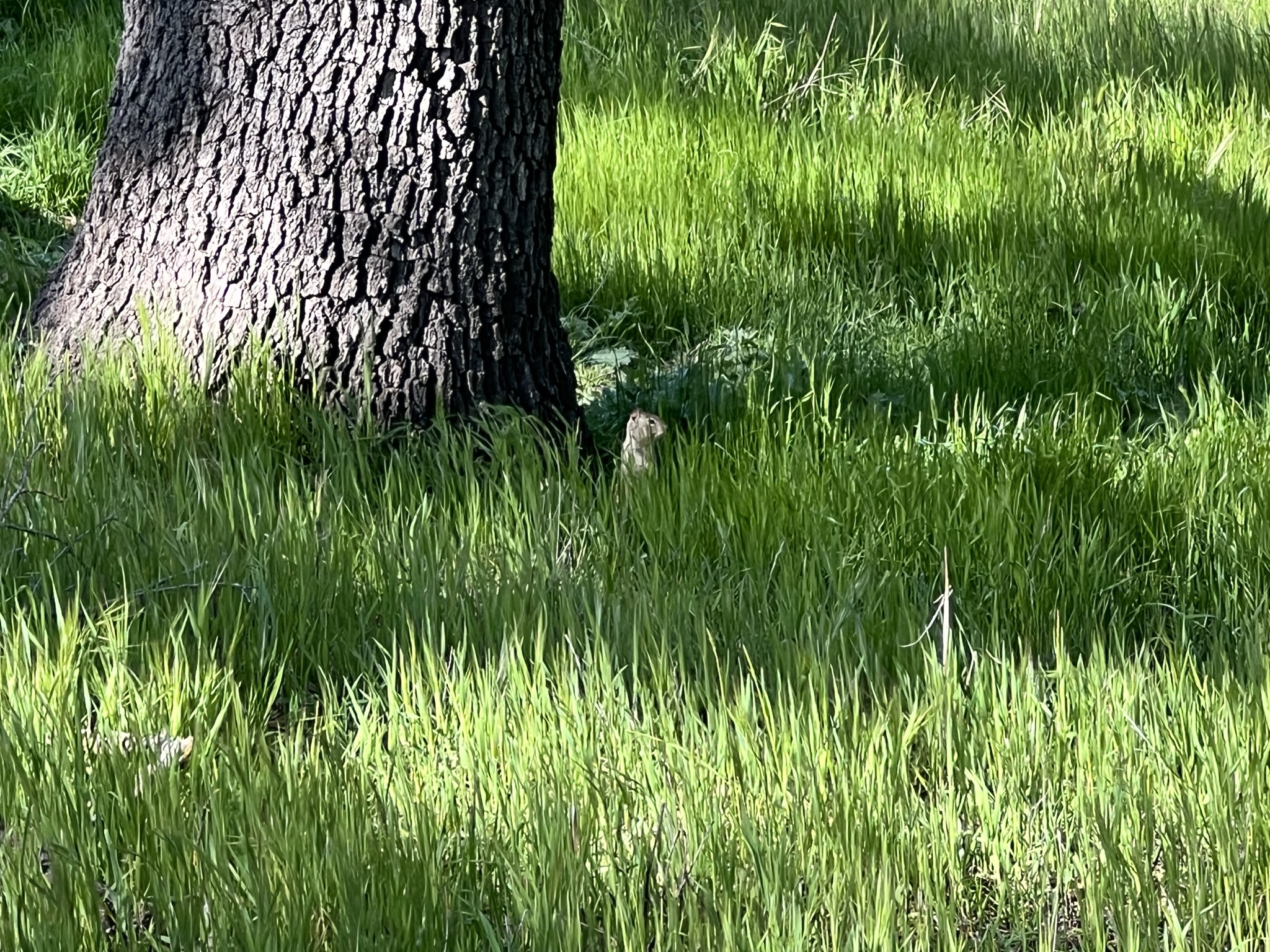 找出草丛中的松鼠