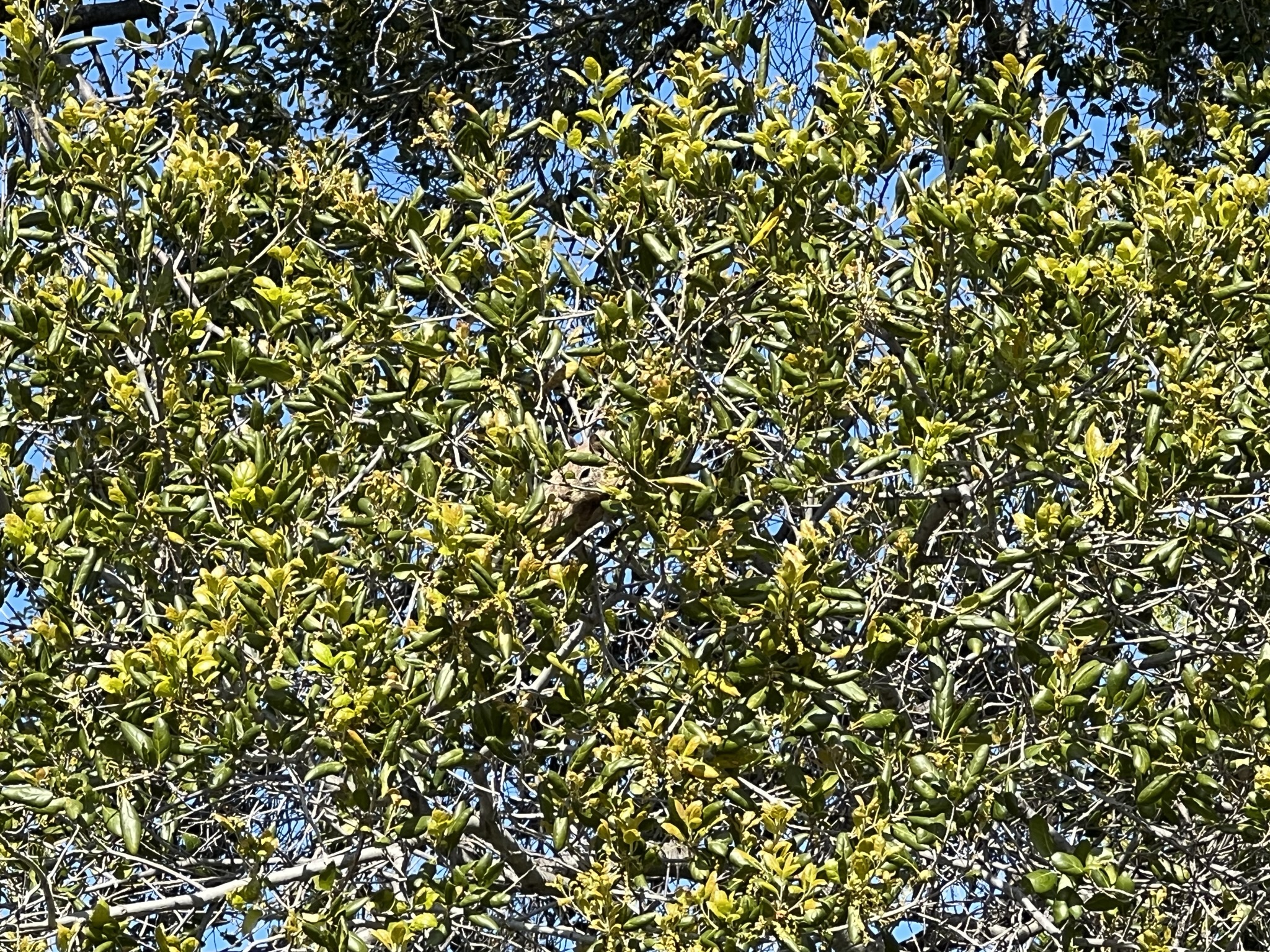 树上的松鼠