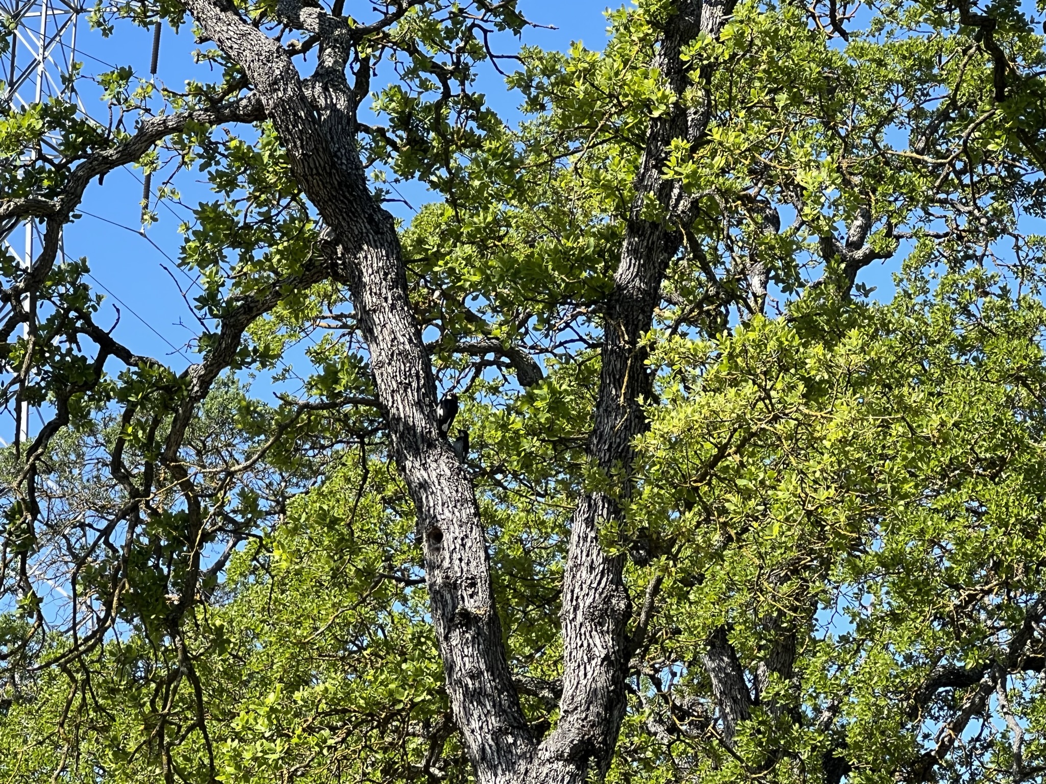 树上有好多啄木鸟