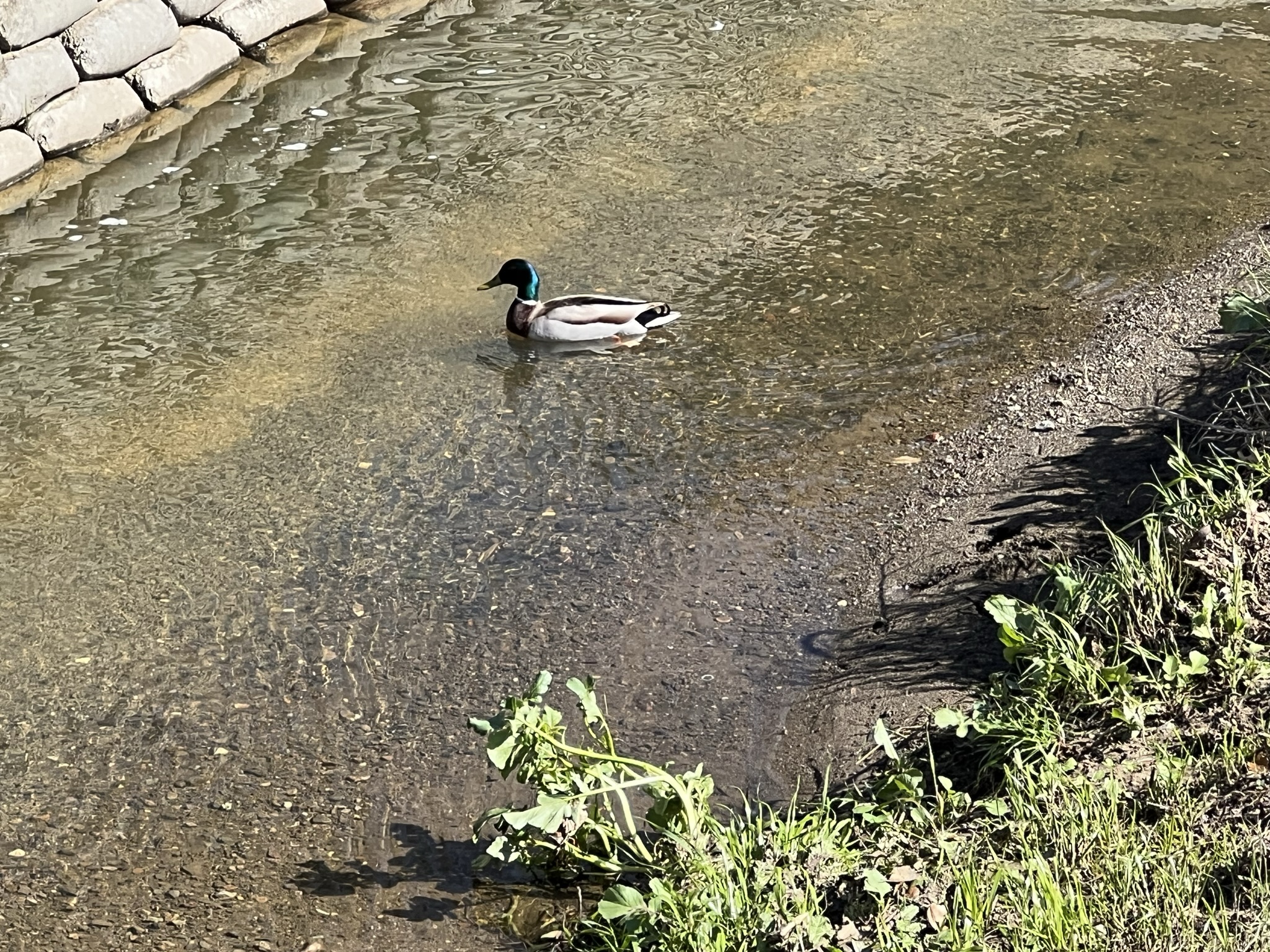 河上的鸭子，很罕见的单身汉