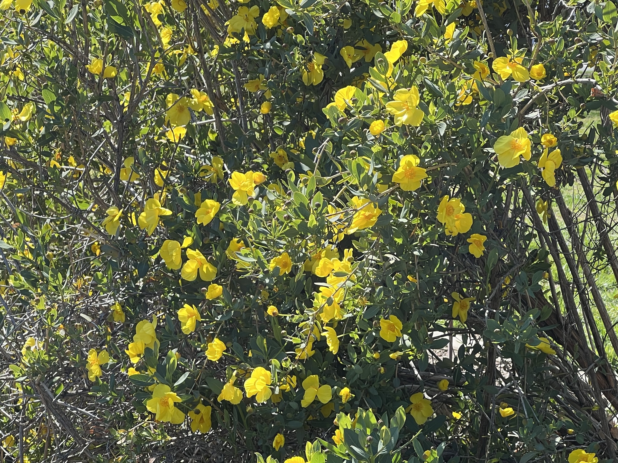 树上的黄花