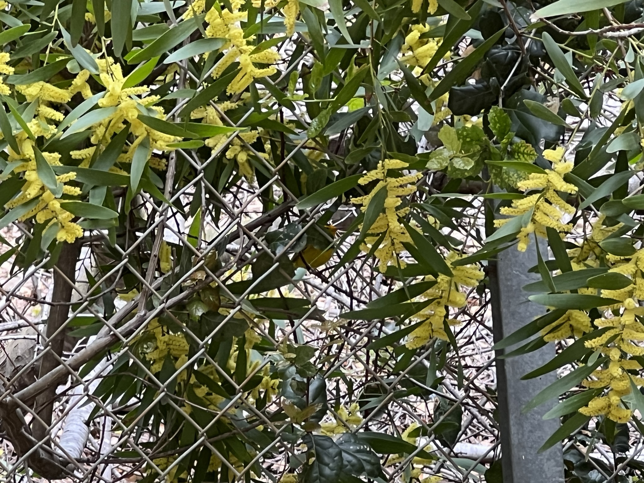 这个树上住着很多黄绿相间的小鸟，和树完全融为一体