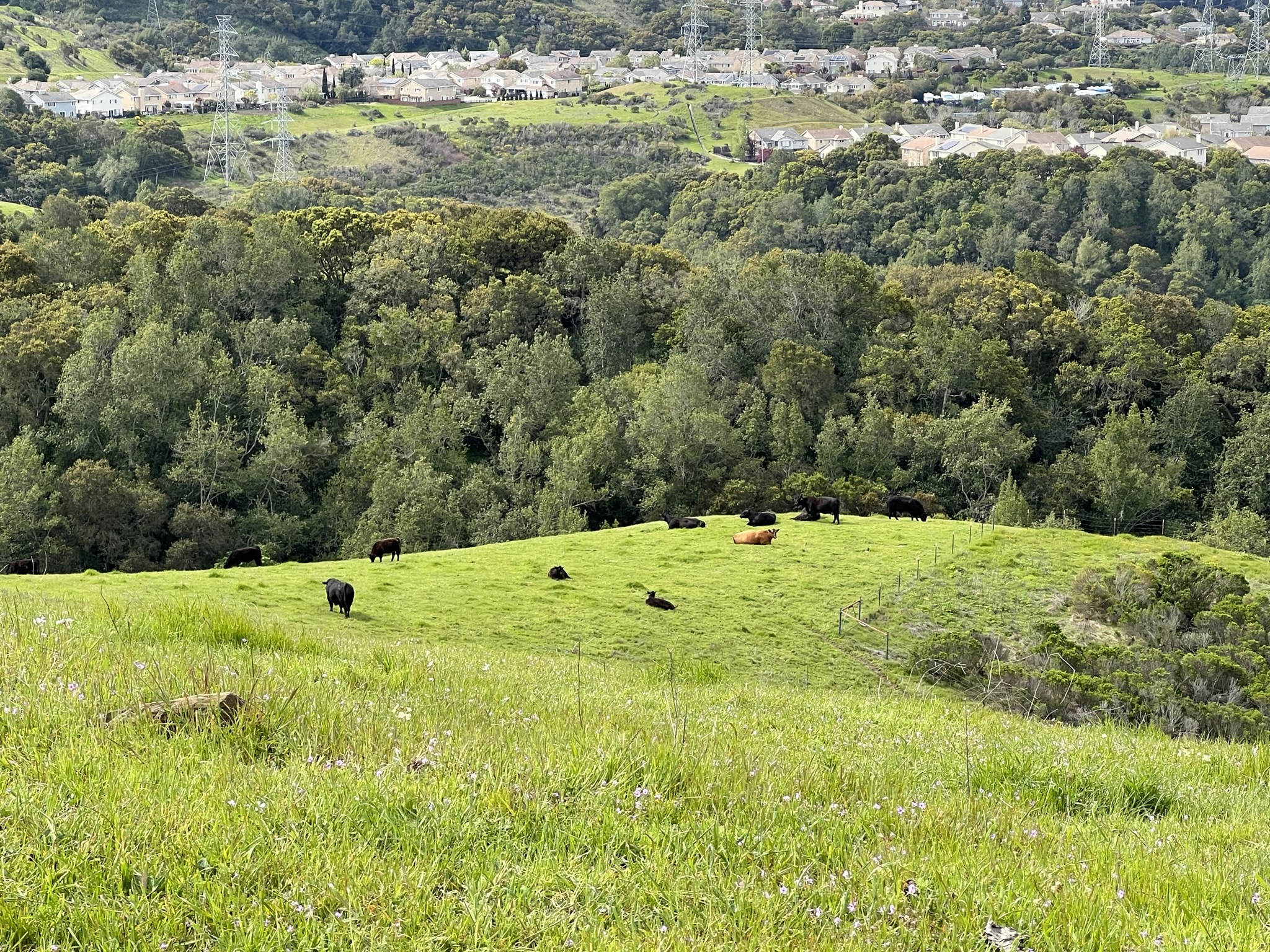 山坡上休息的牛