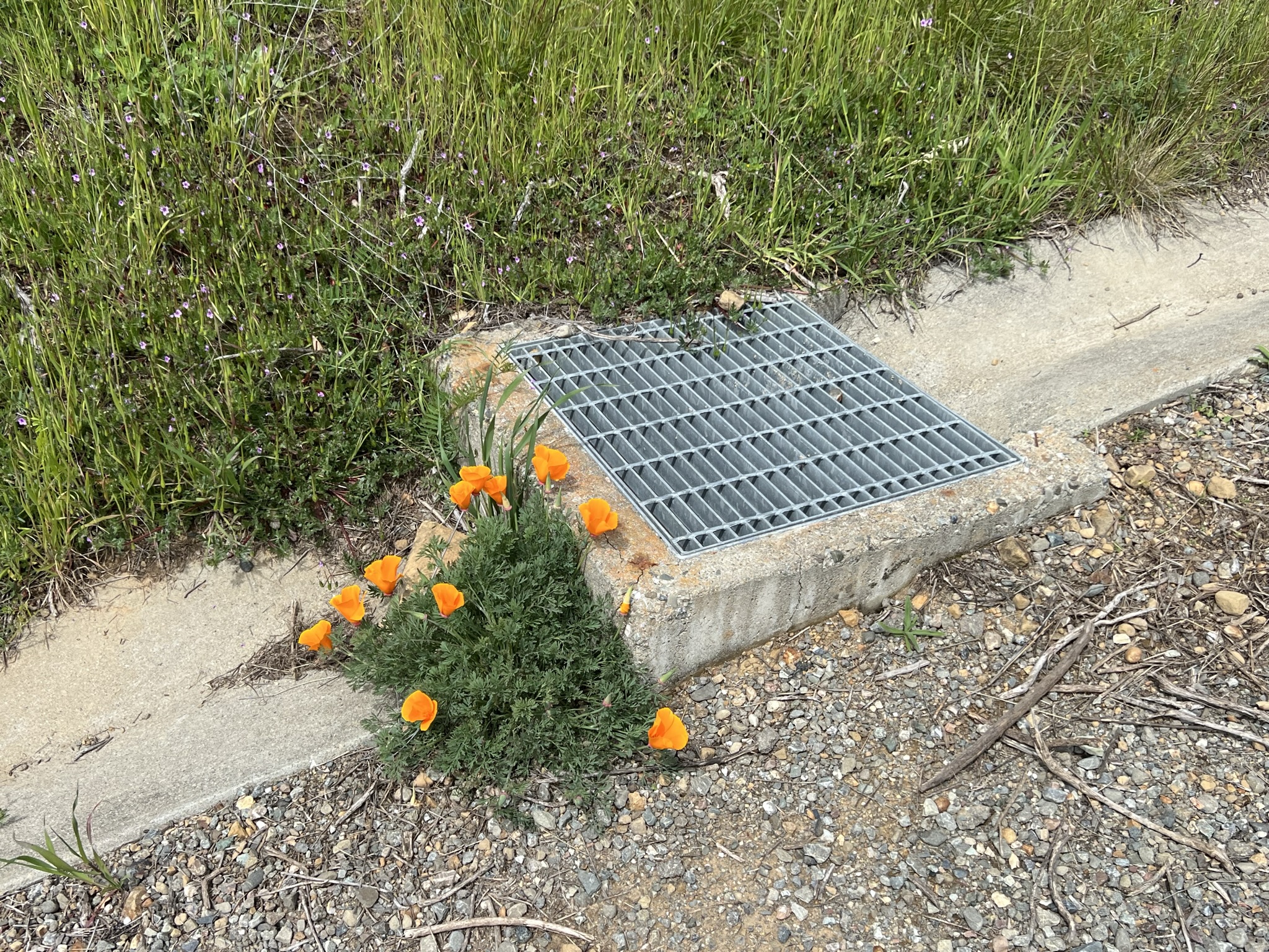 井盖旁的花
