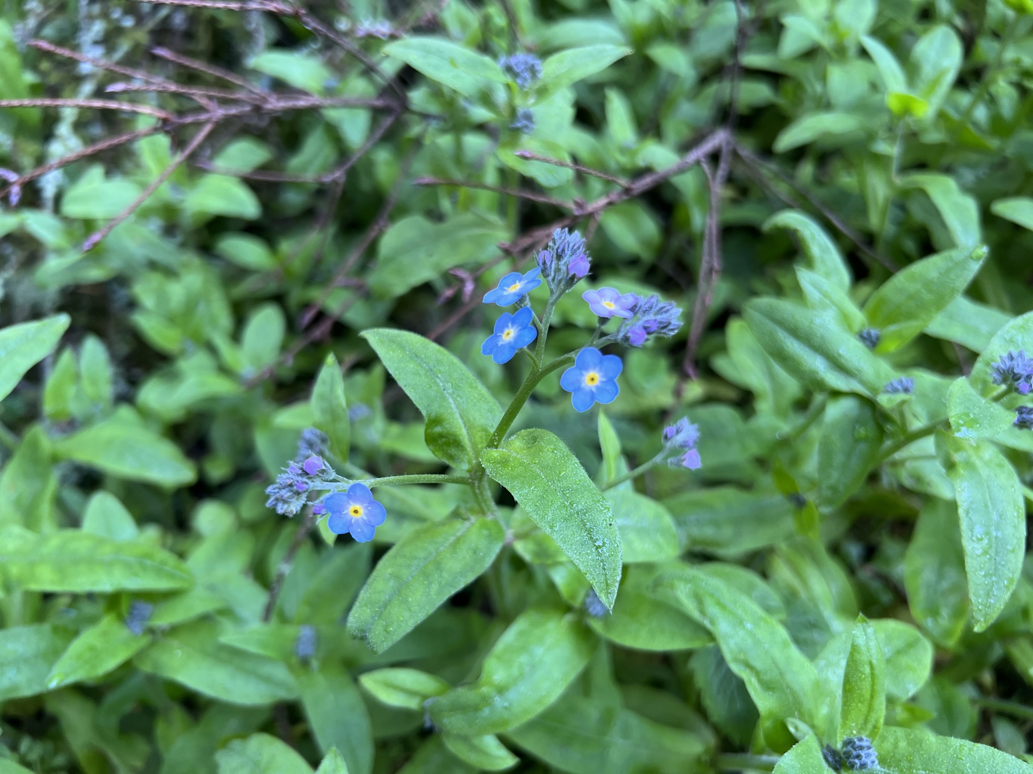 蓝色的野花