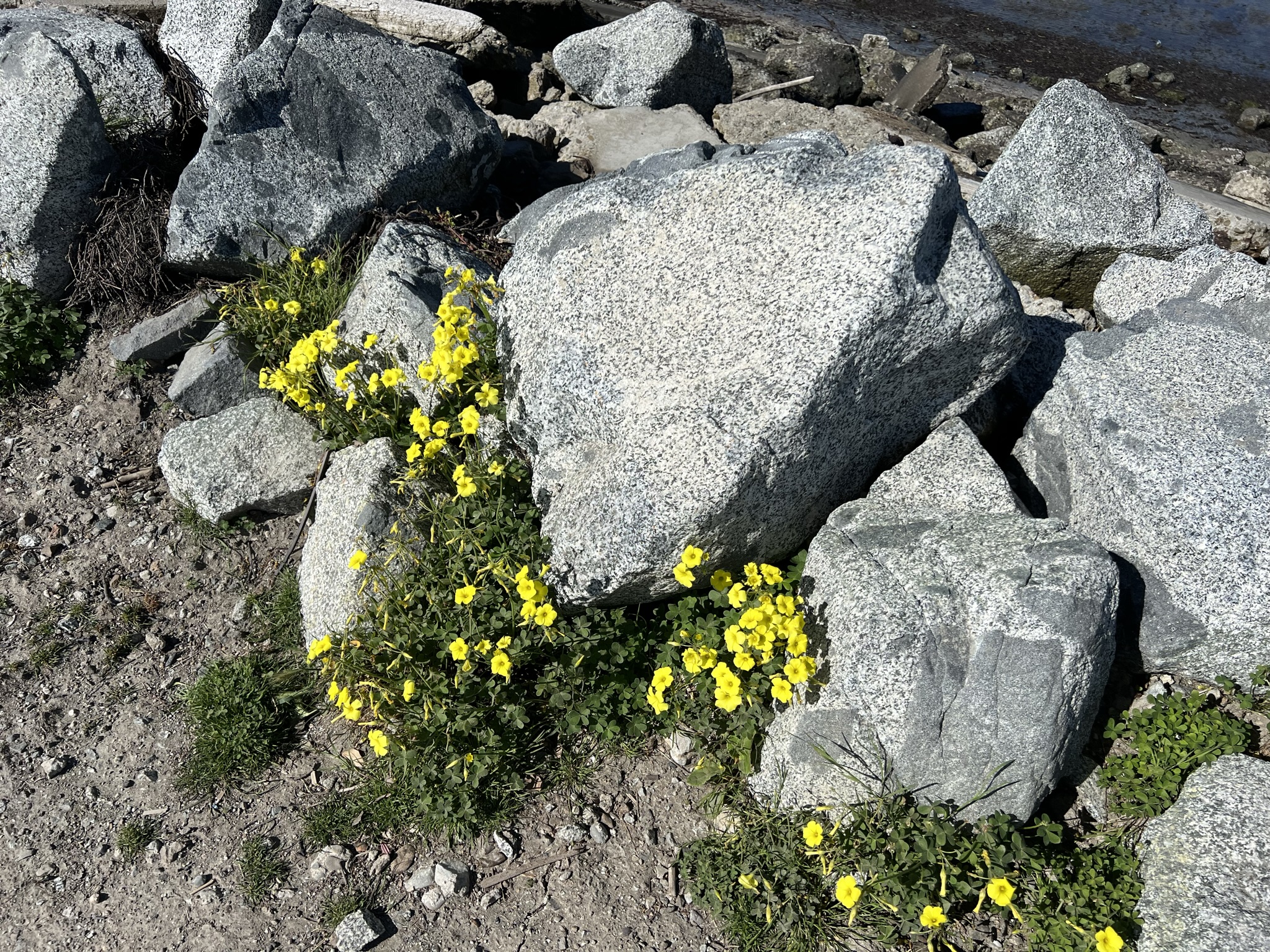 岩石边的花