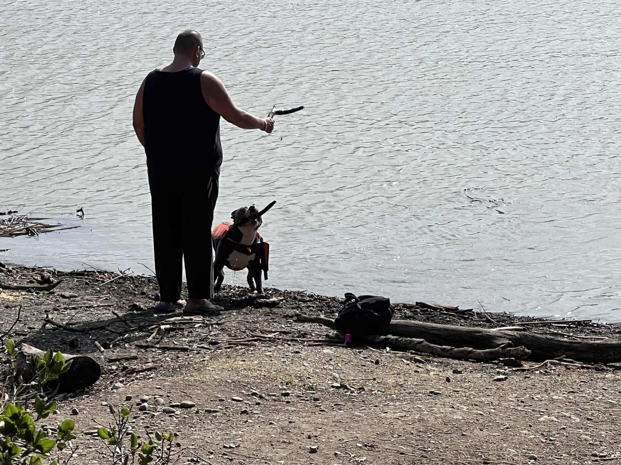 有人在训练让狗从水里衔回物品