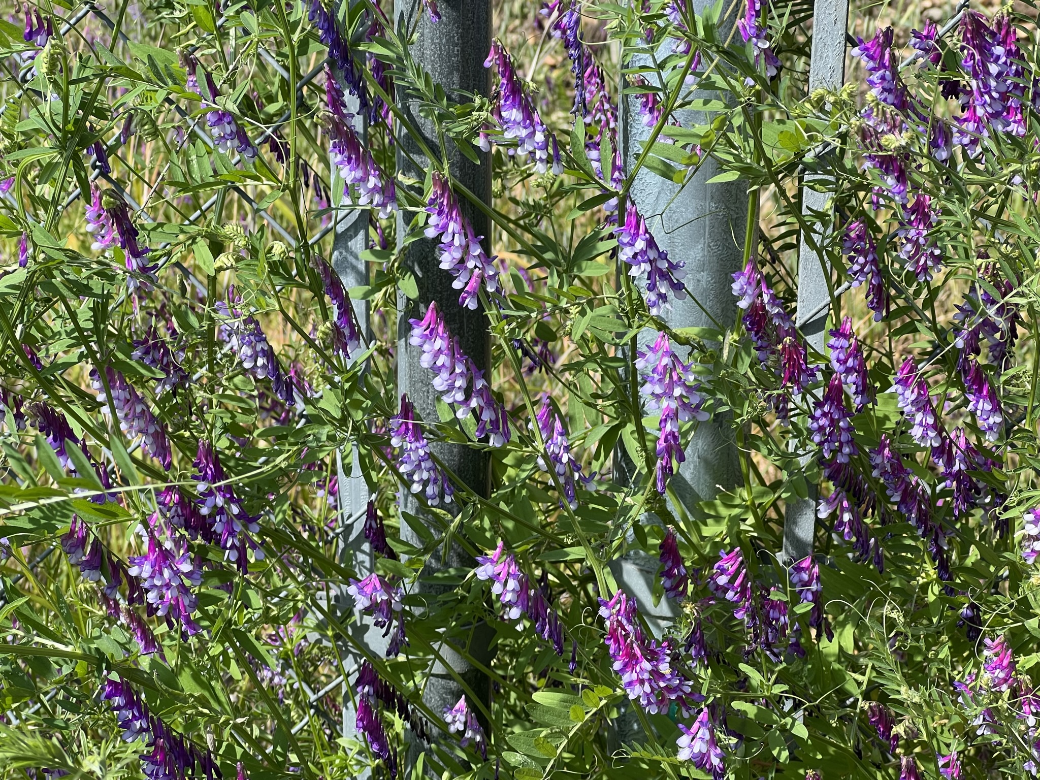 紫白花