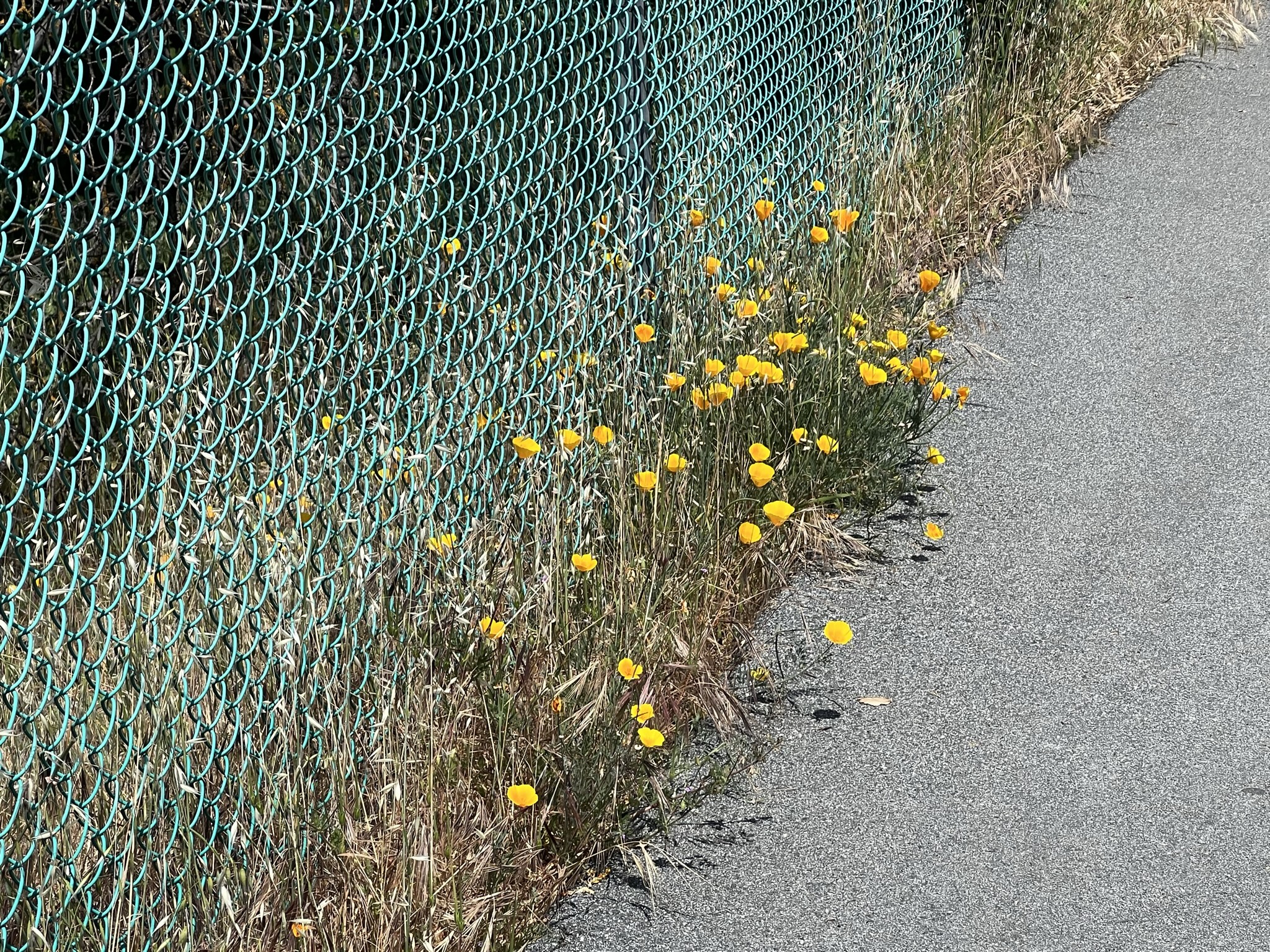 路边黄色的野花