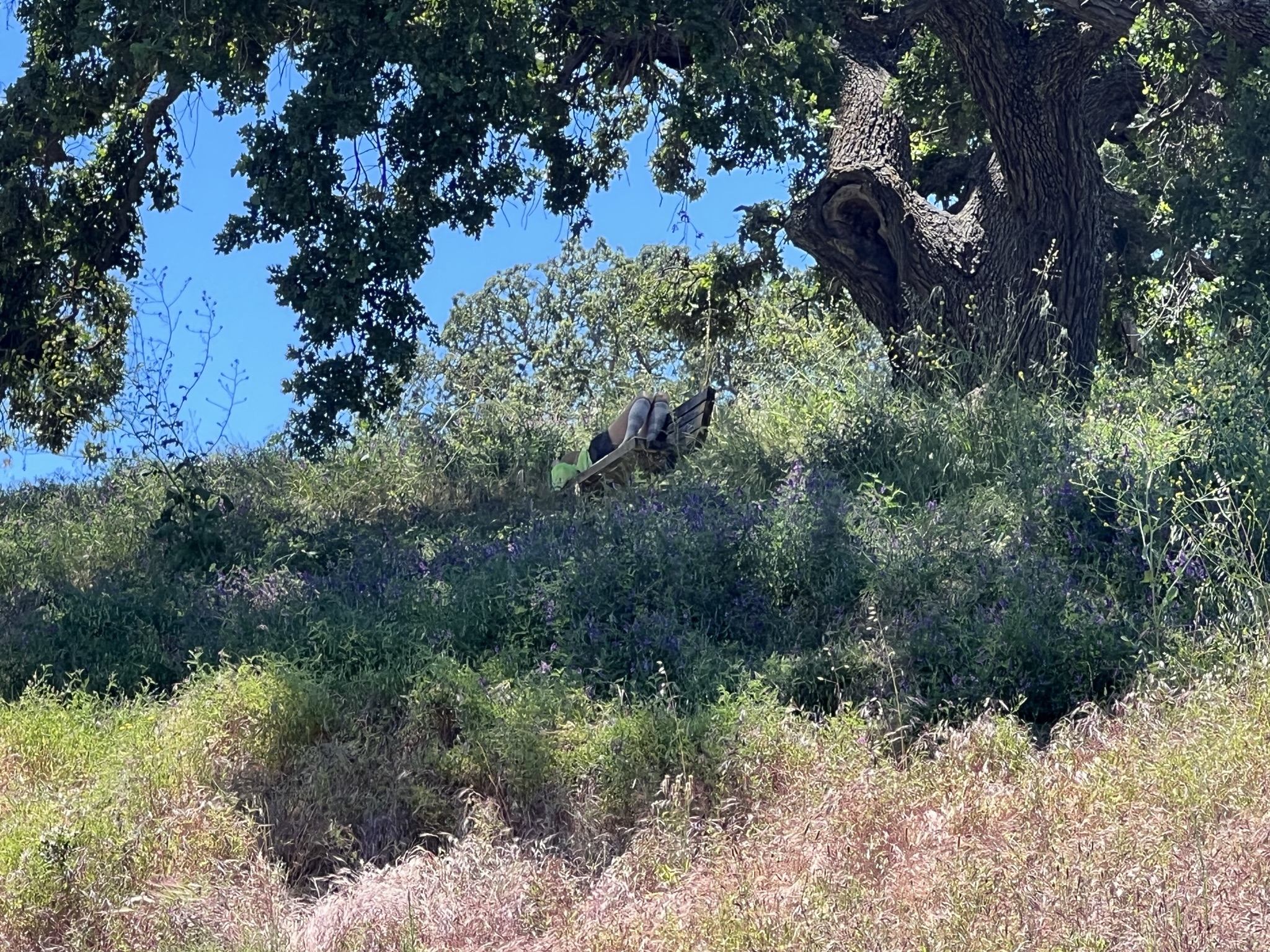 山上树下有人在躺着打盹