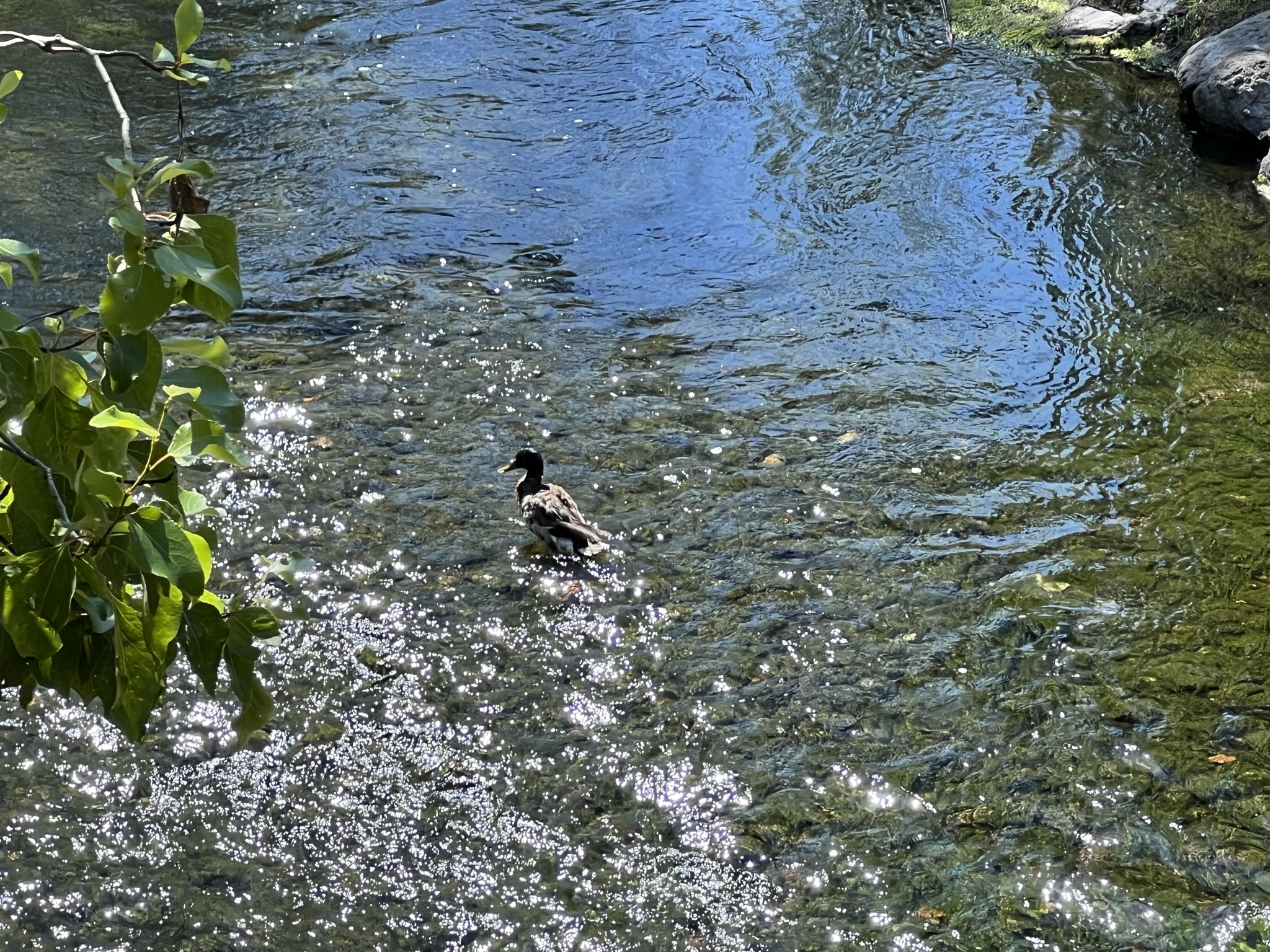 桥上往下看有个鸭子在洗澡