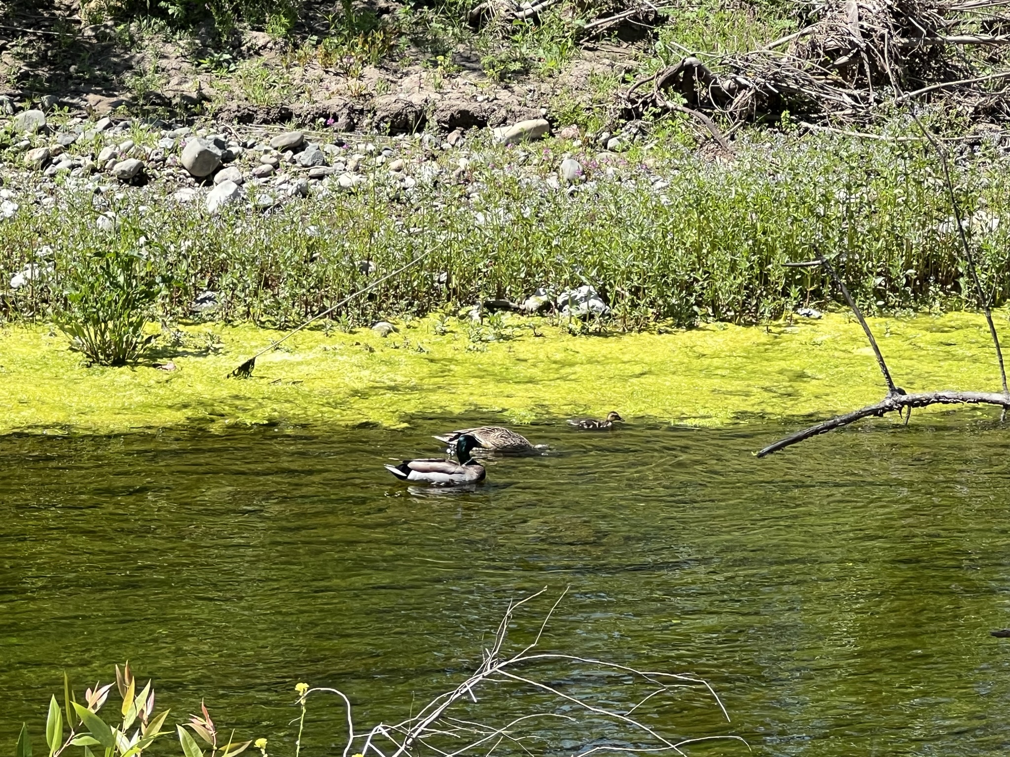 鸭子和水草
