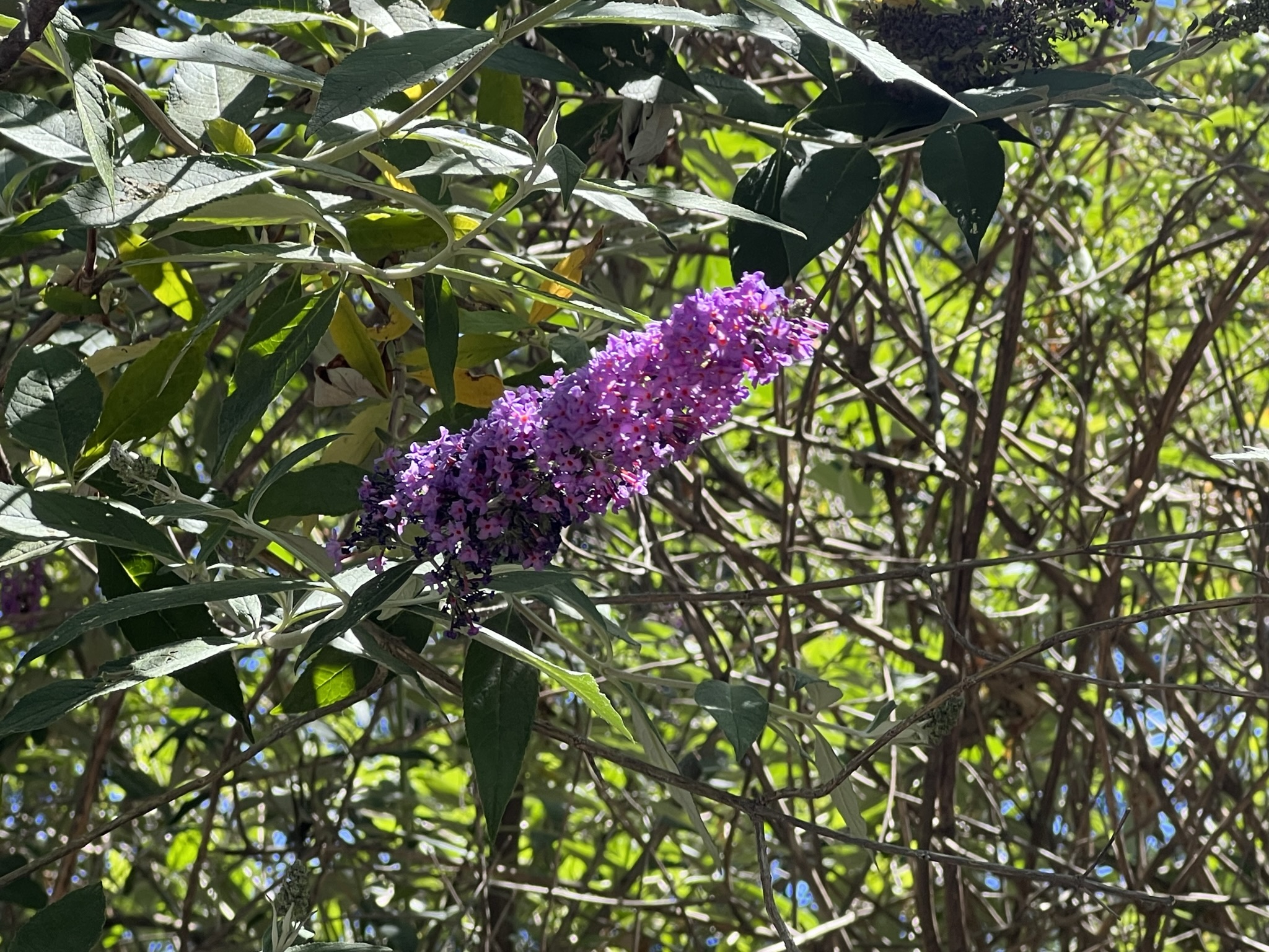 树上的紫花