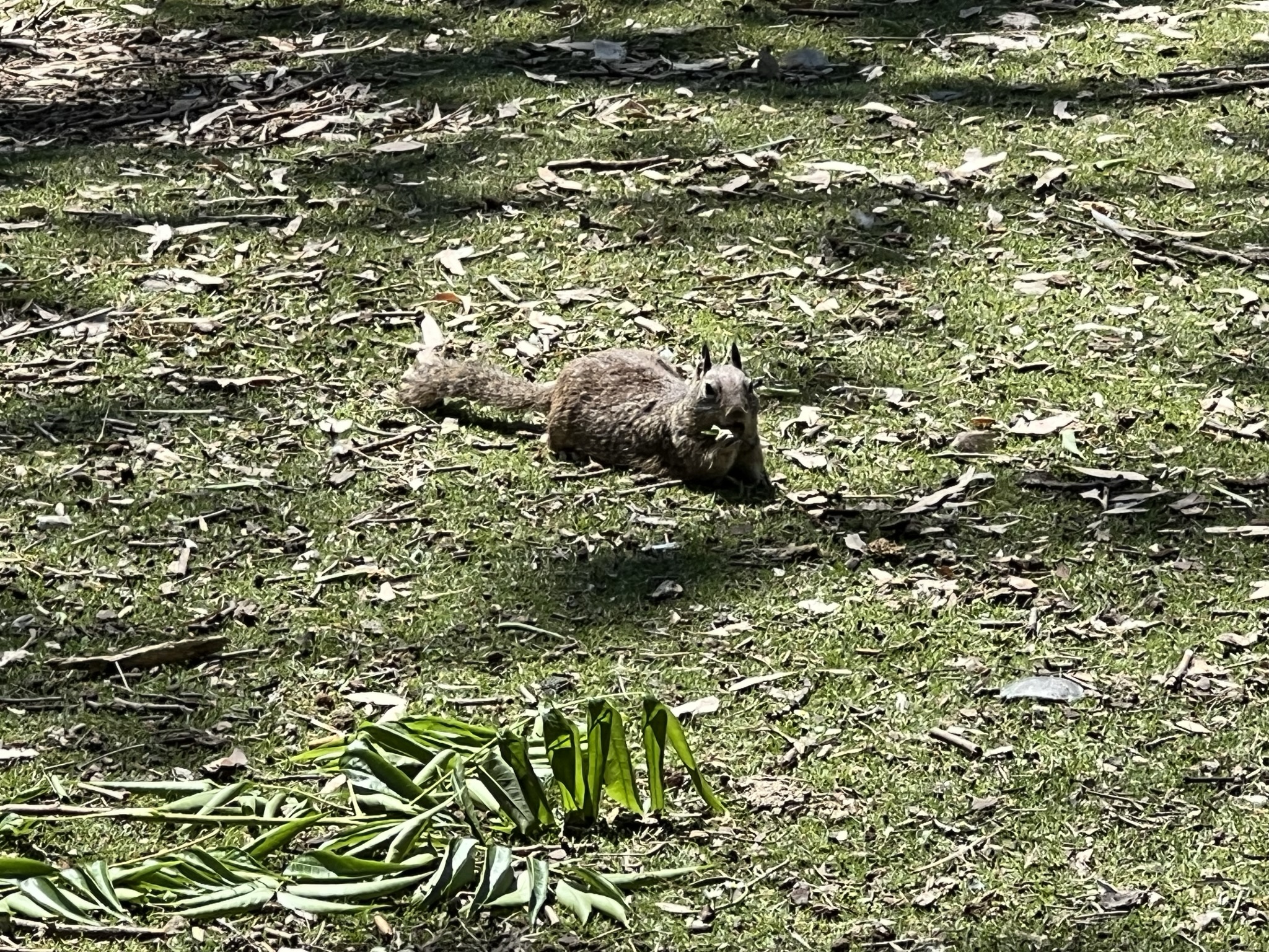 趴着的松鼠吃草