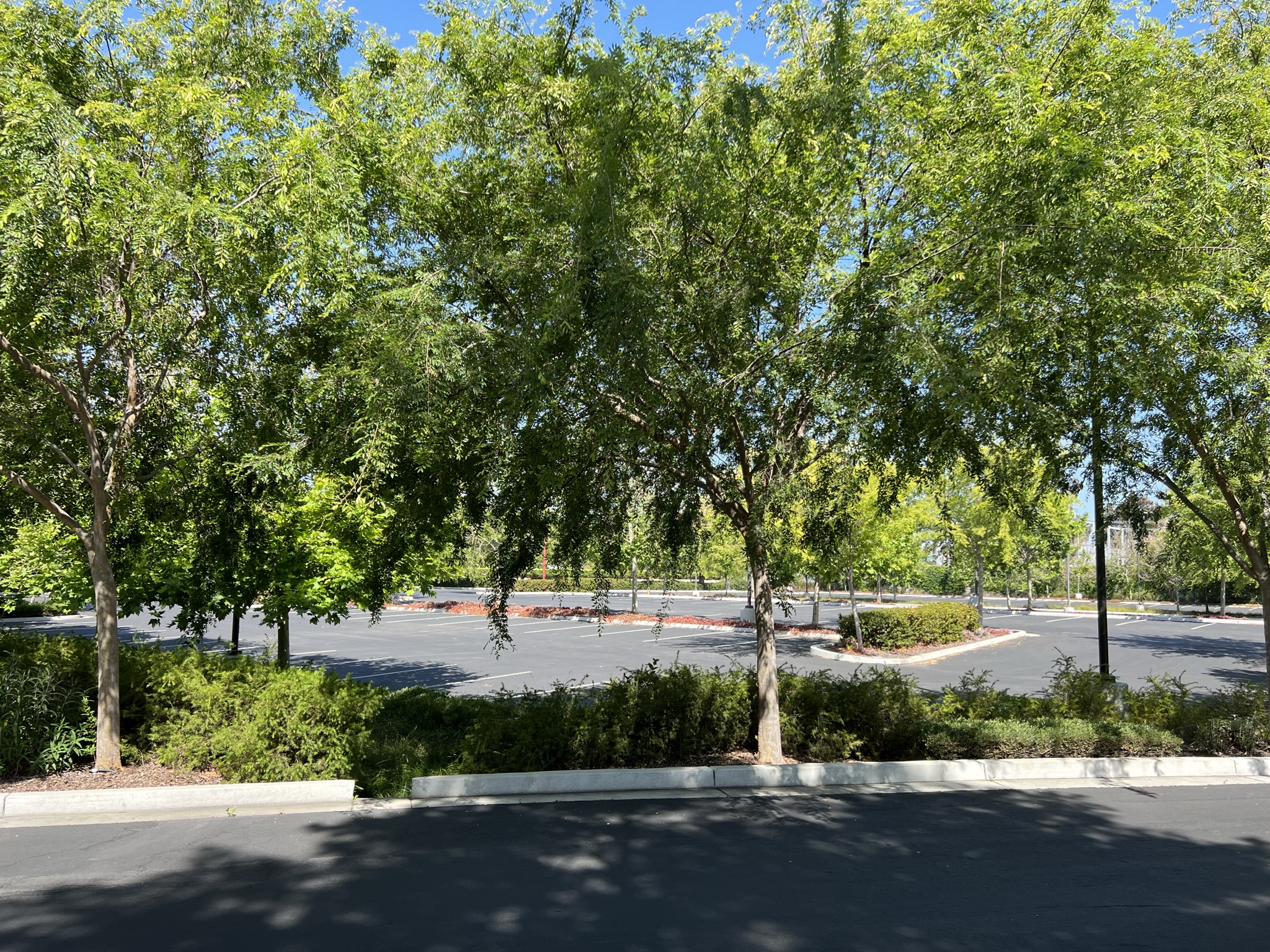 旁边是 Oracle Santa Clara Campus 的停车场