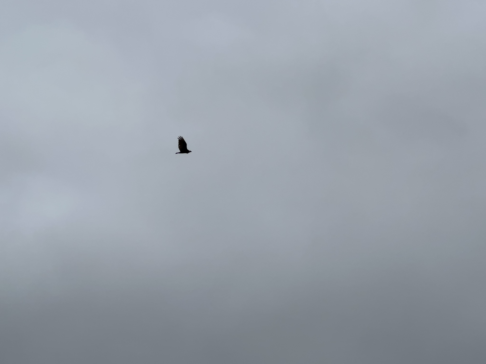 鹰可以不用扇动翅膀就可以长时间在天空中保持飞行