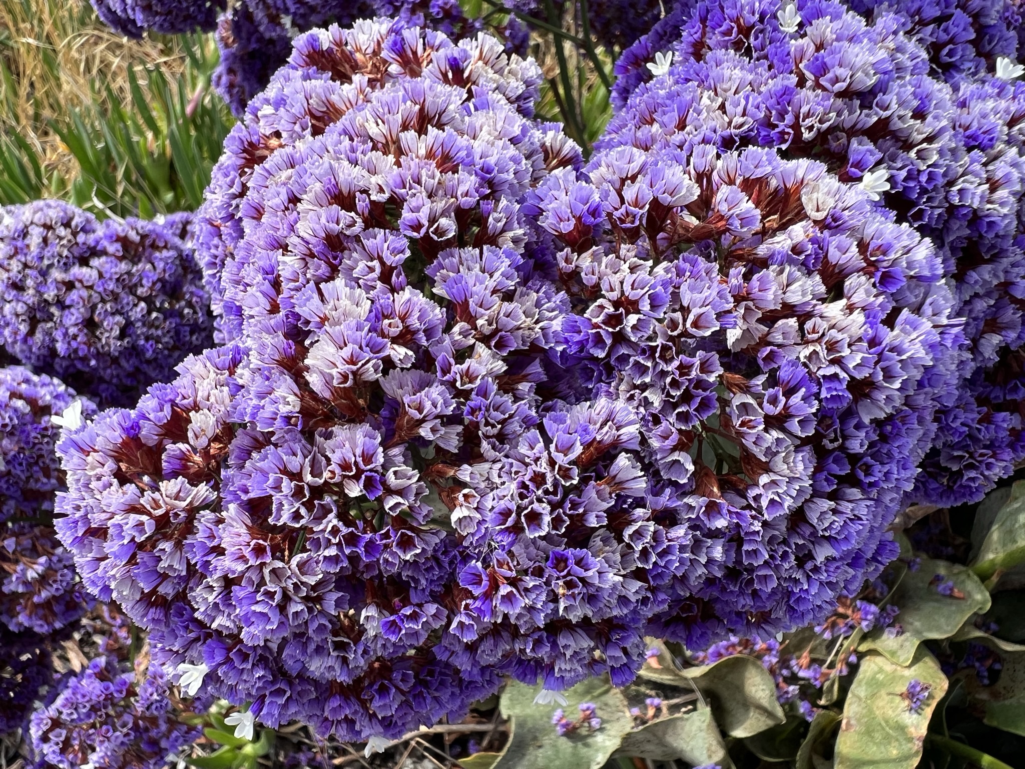 紫色的花簇