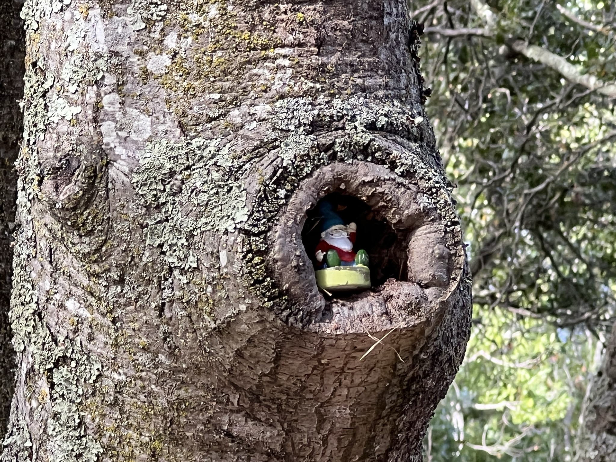 树里的小矮人