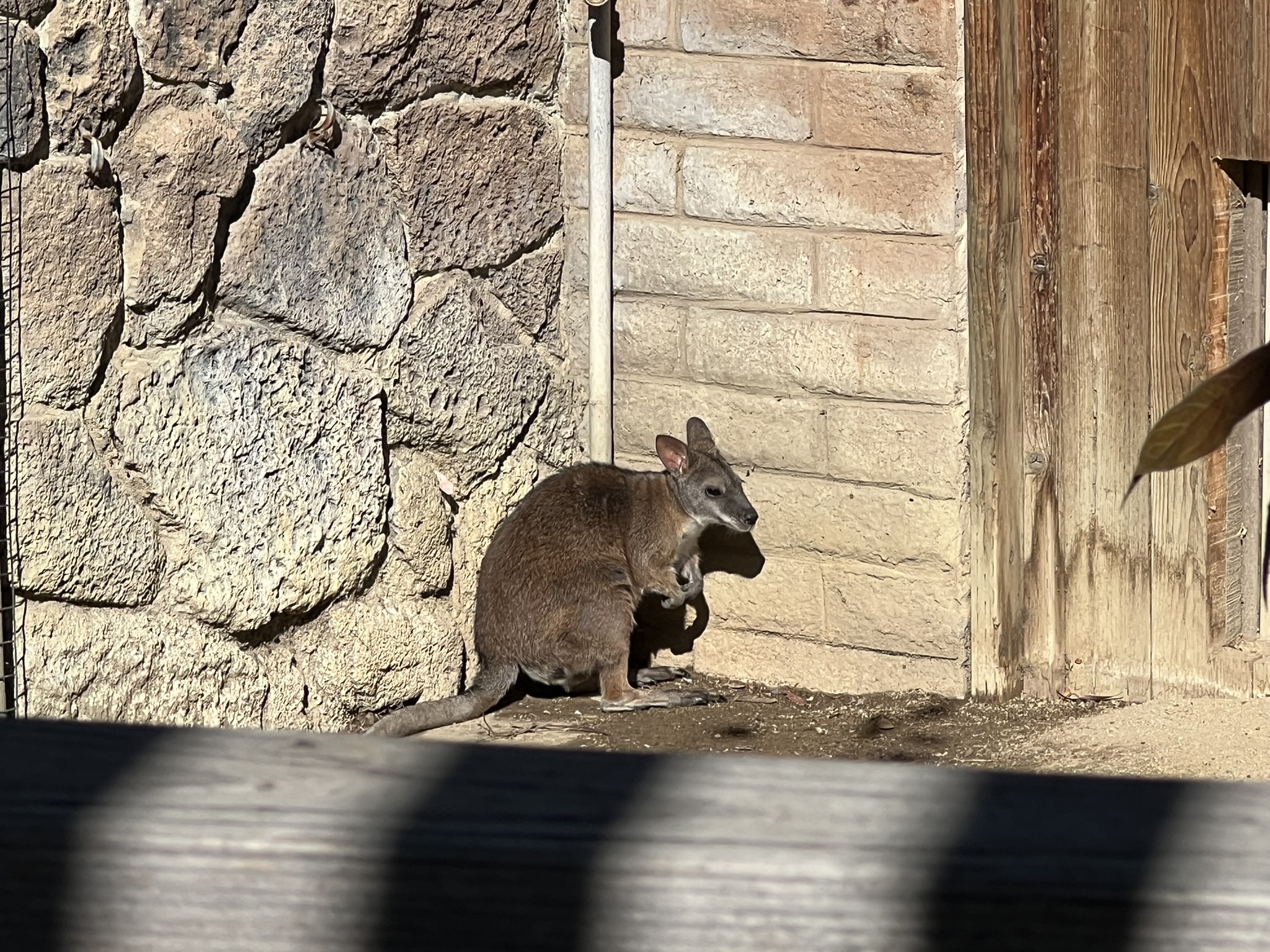 沙袋鼠 Wallaby