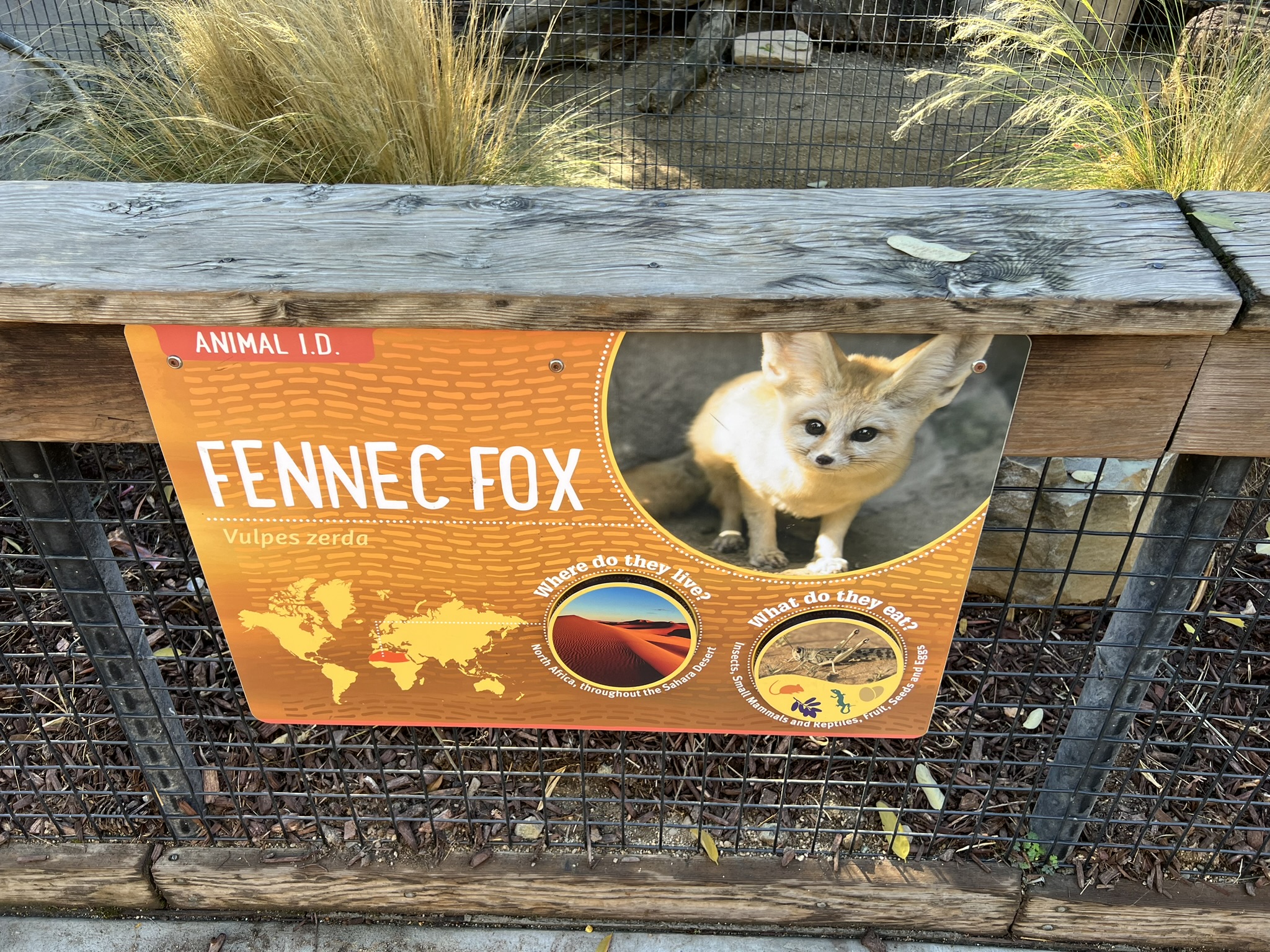 耳廓狐 Fence Fox