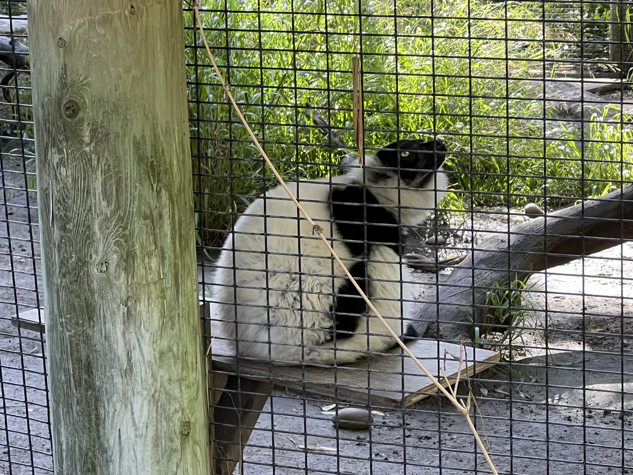 黑白領狐猴 Lemur